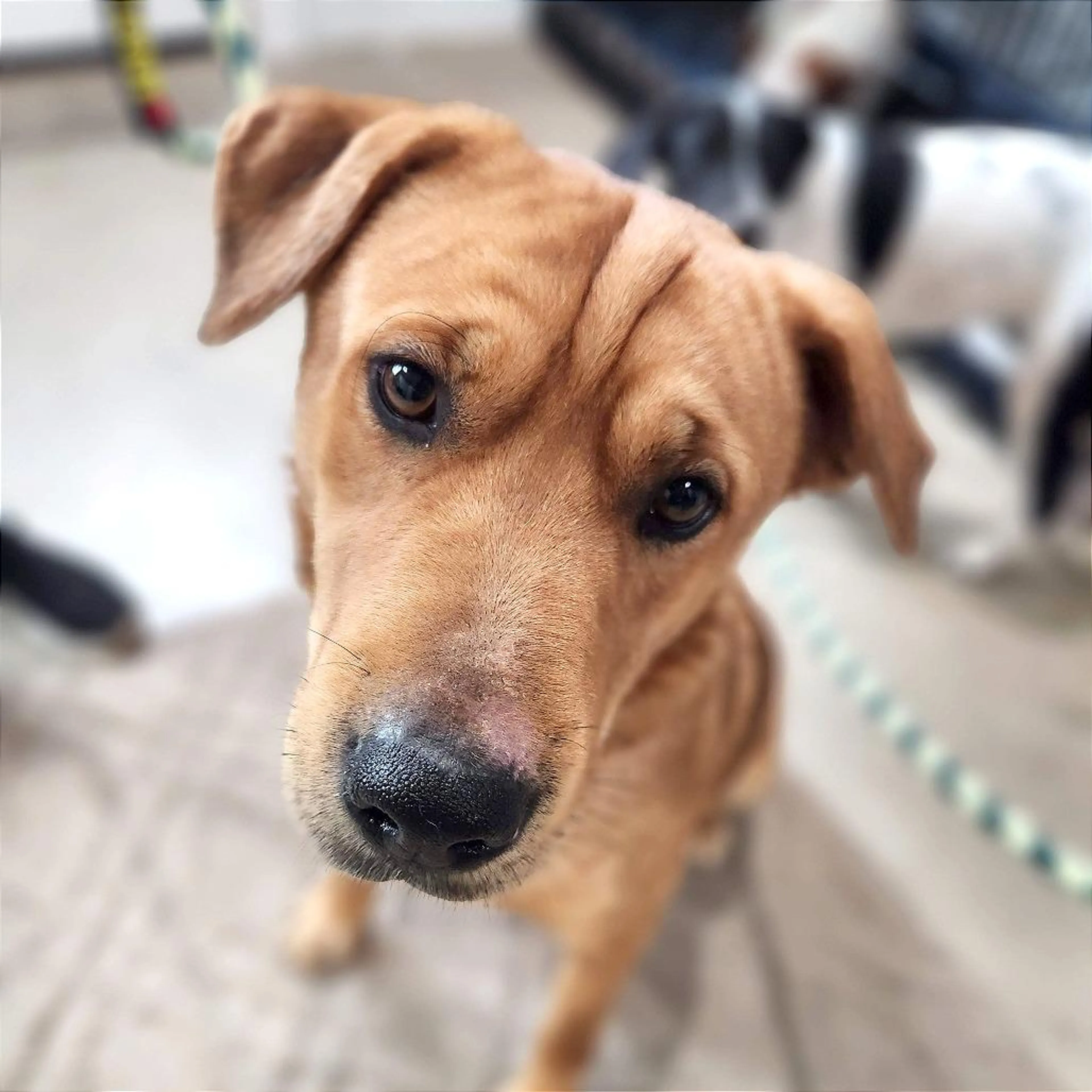 Found pet-2
