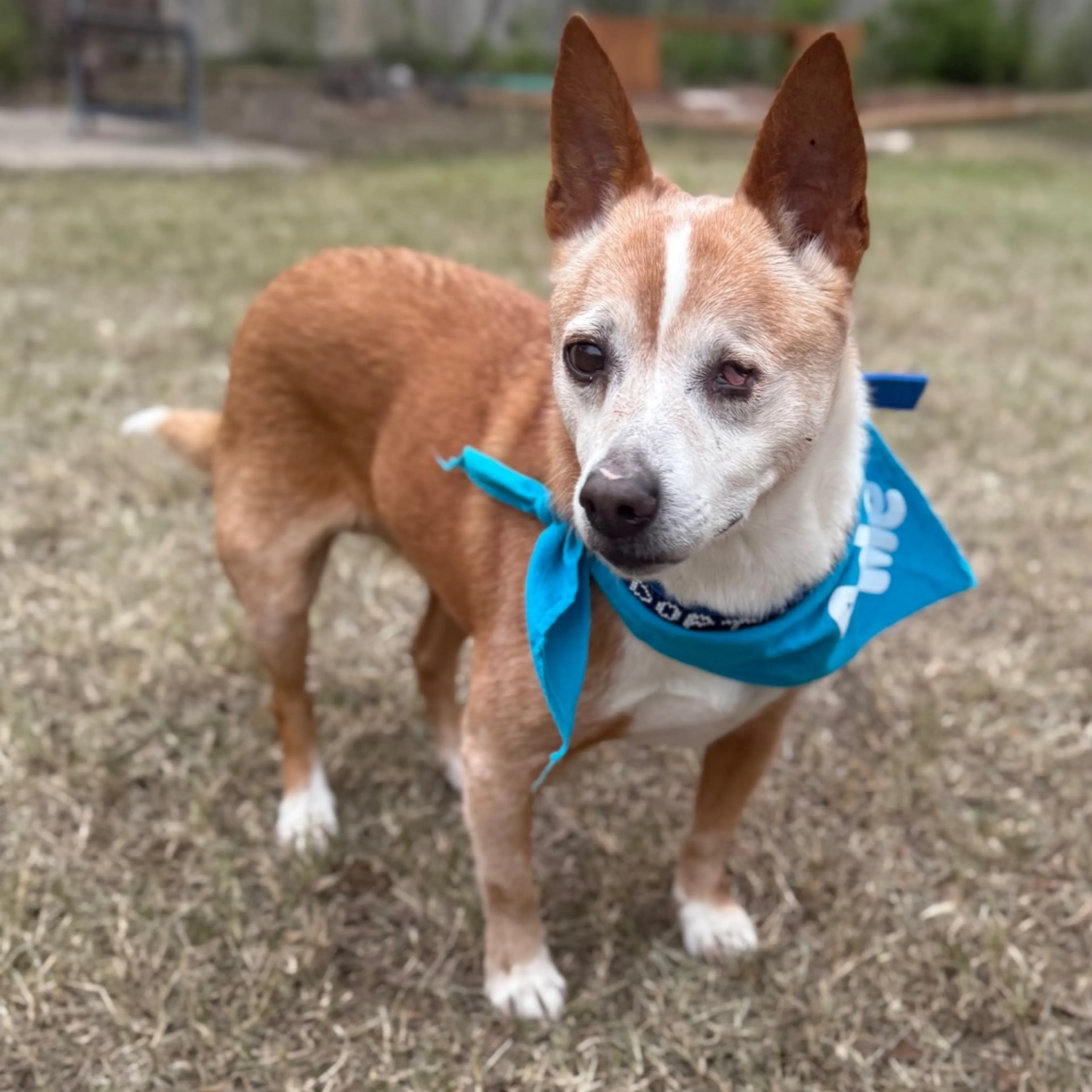Found pet-2