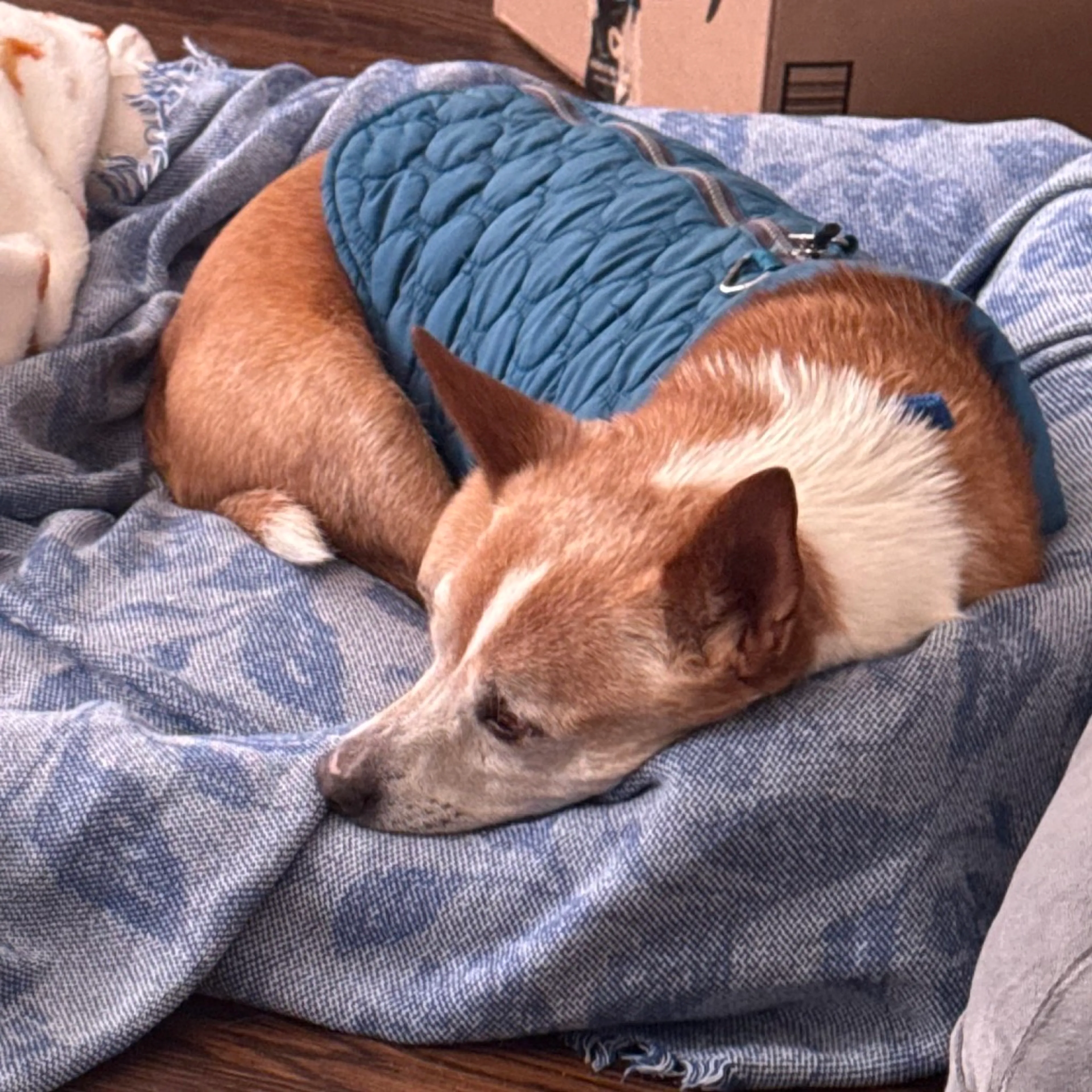 Found pet-9