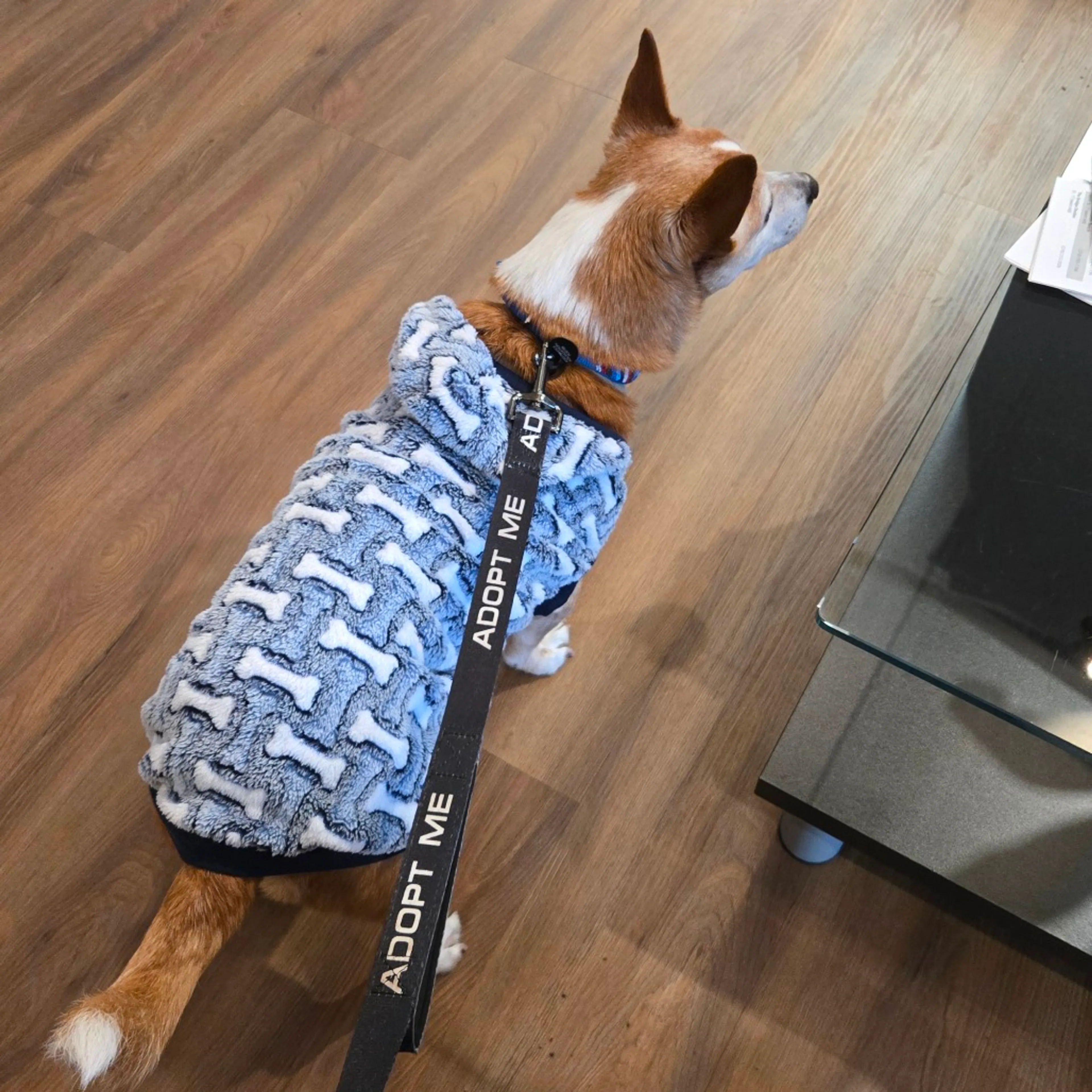 Found pet-10
