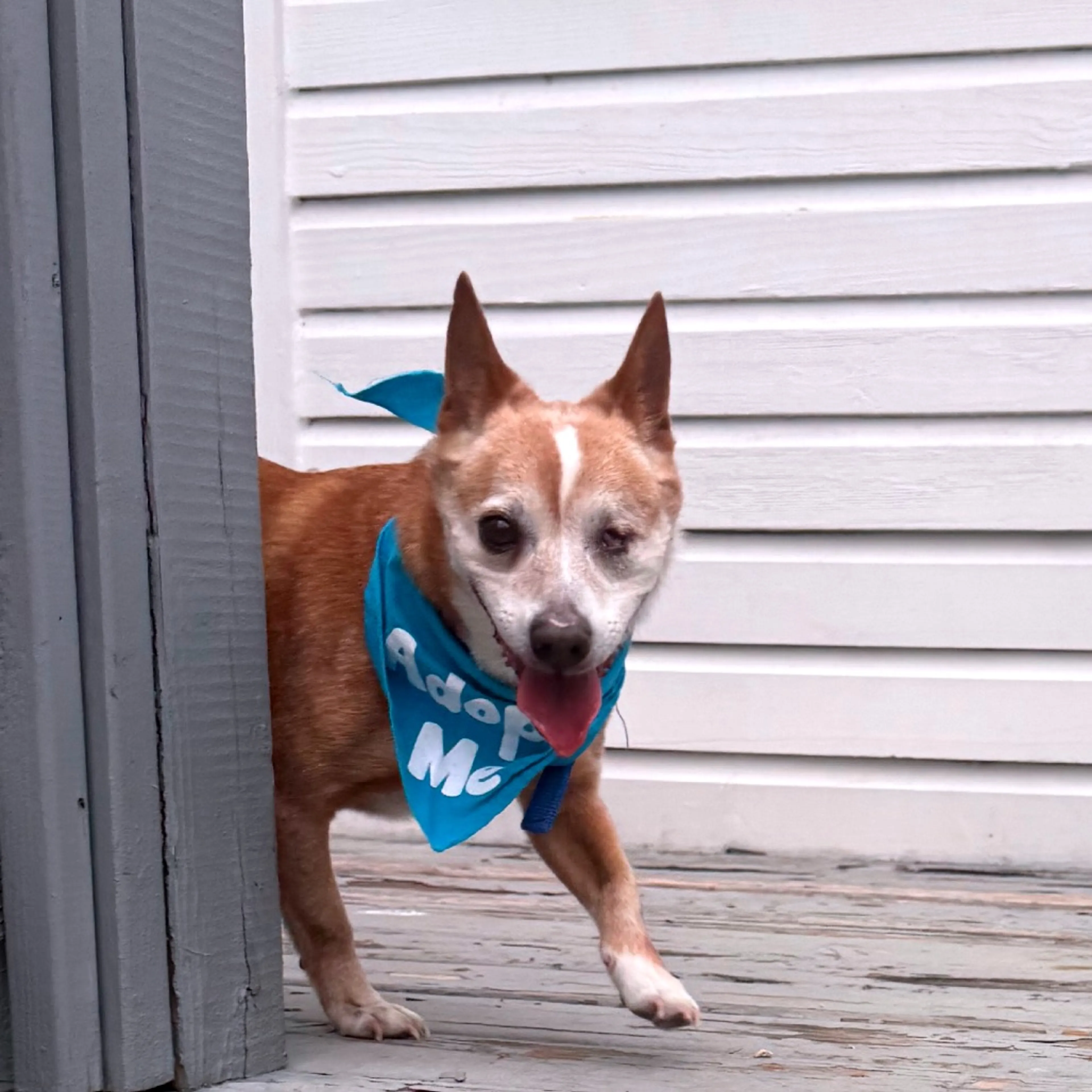 Found pet-7