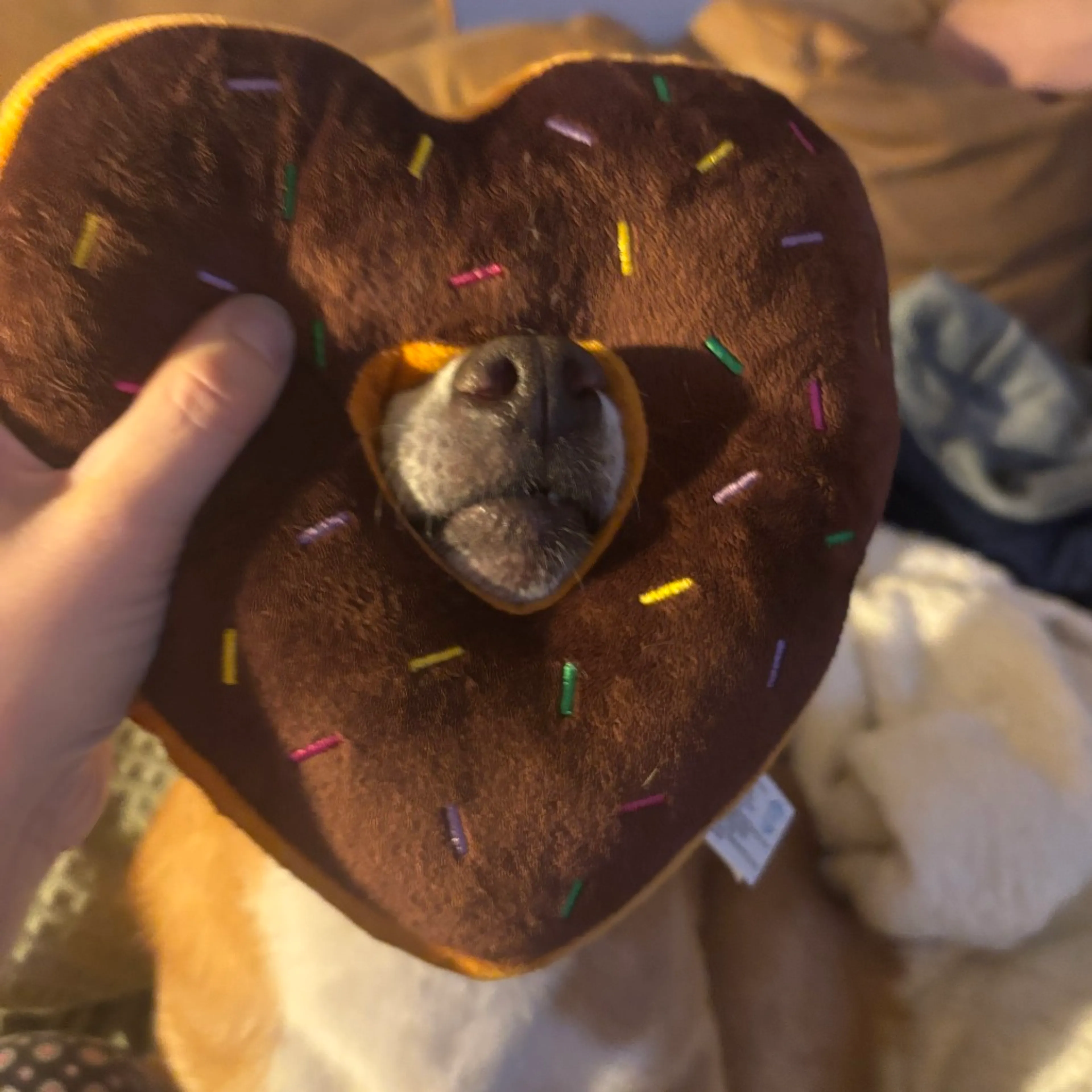 Found pet-13