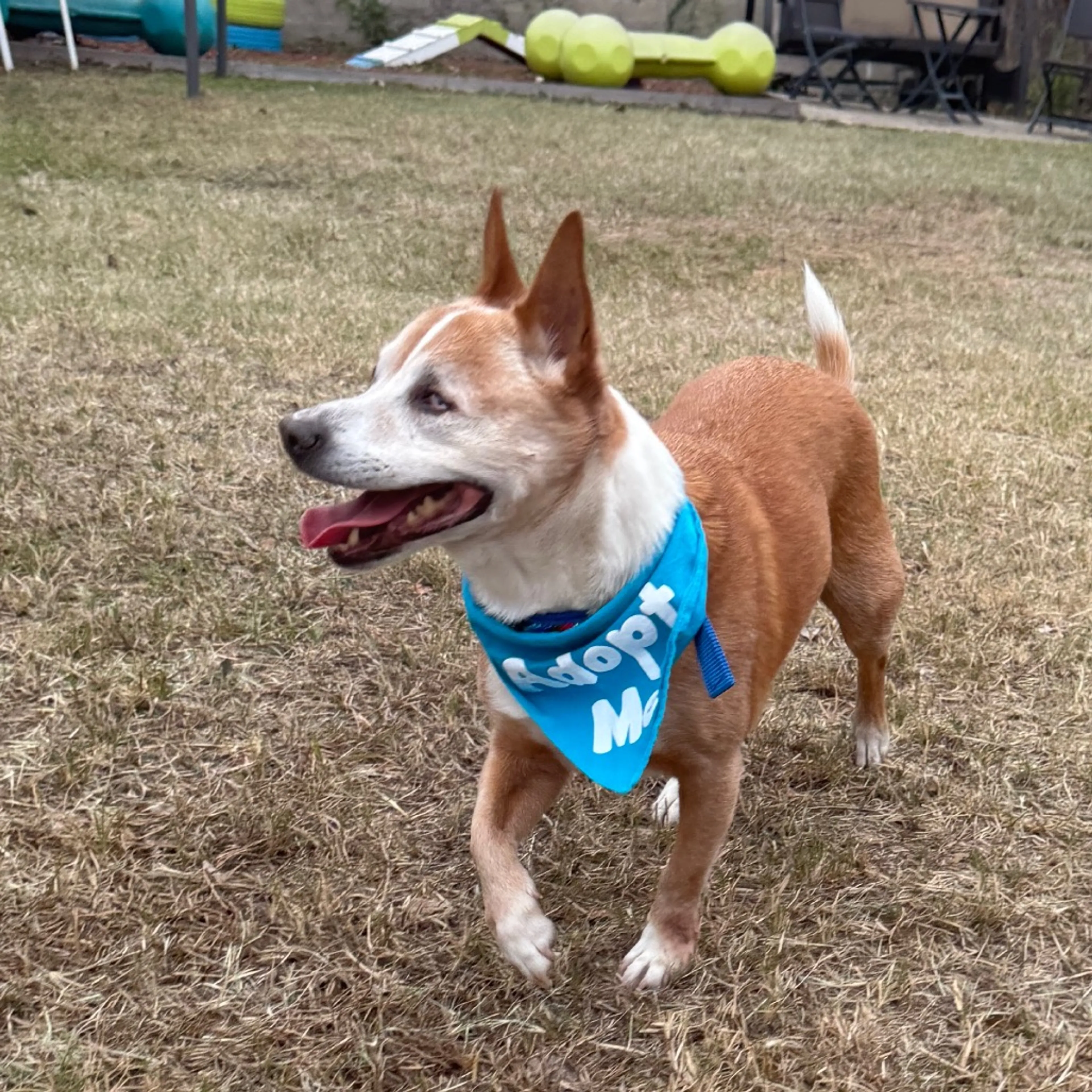 Found pet-4