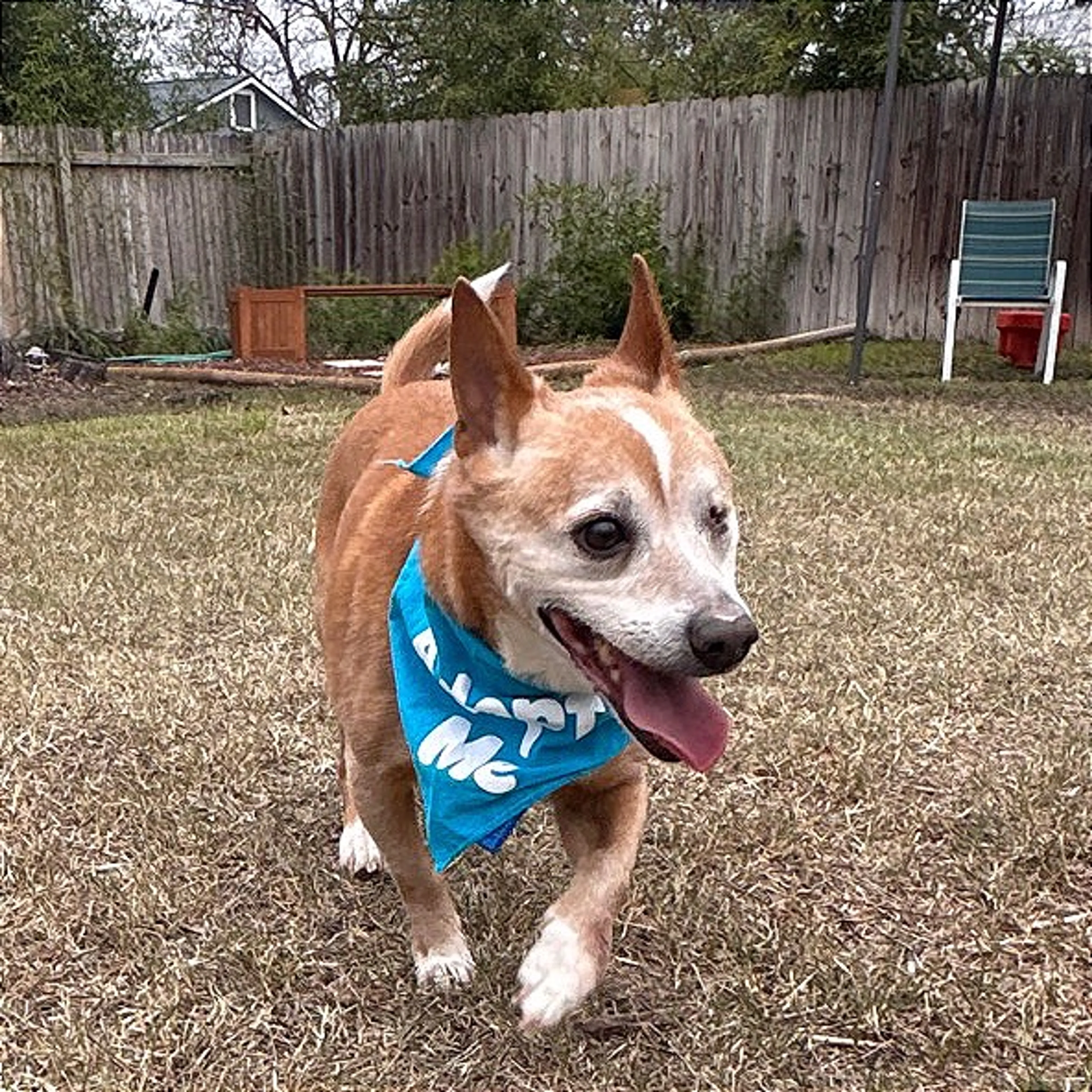 Found pet-3