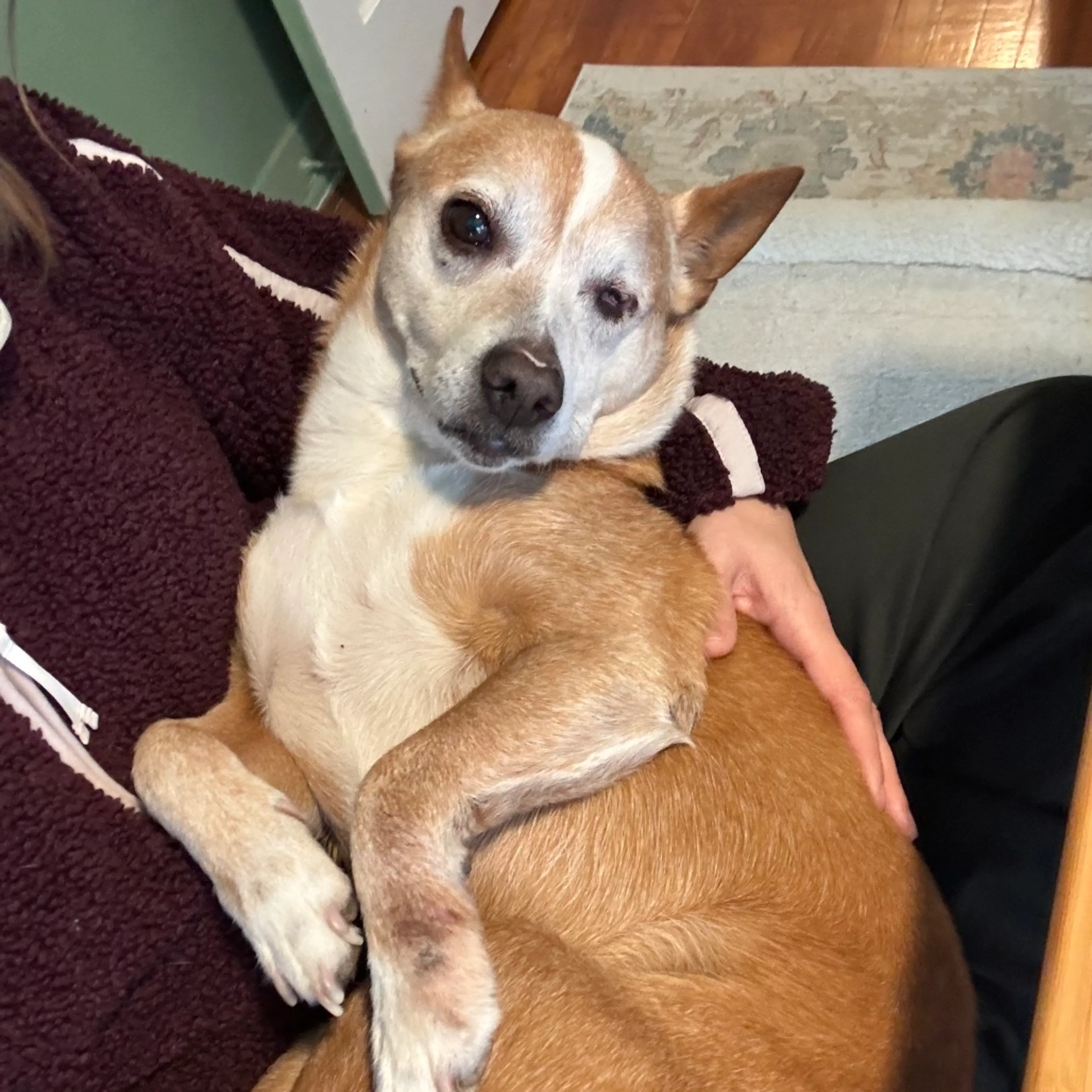 Found pet-14