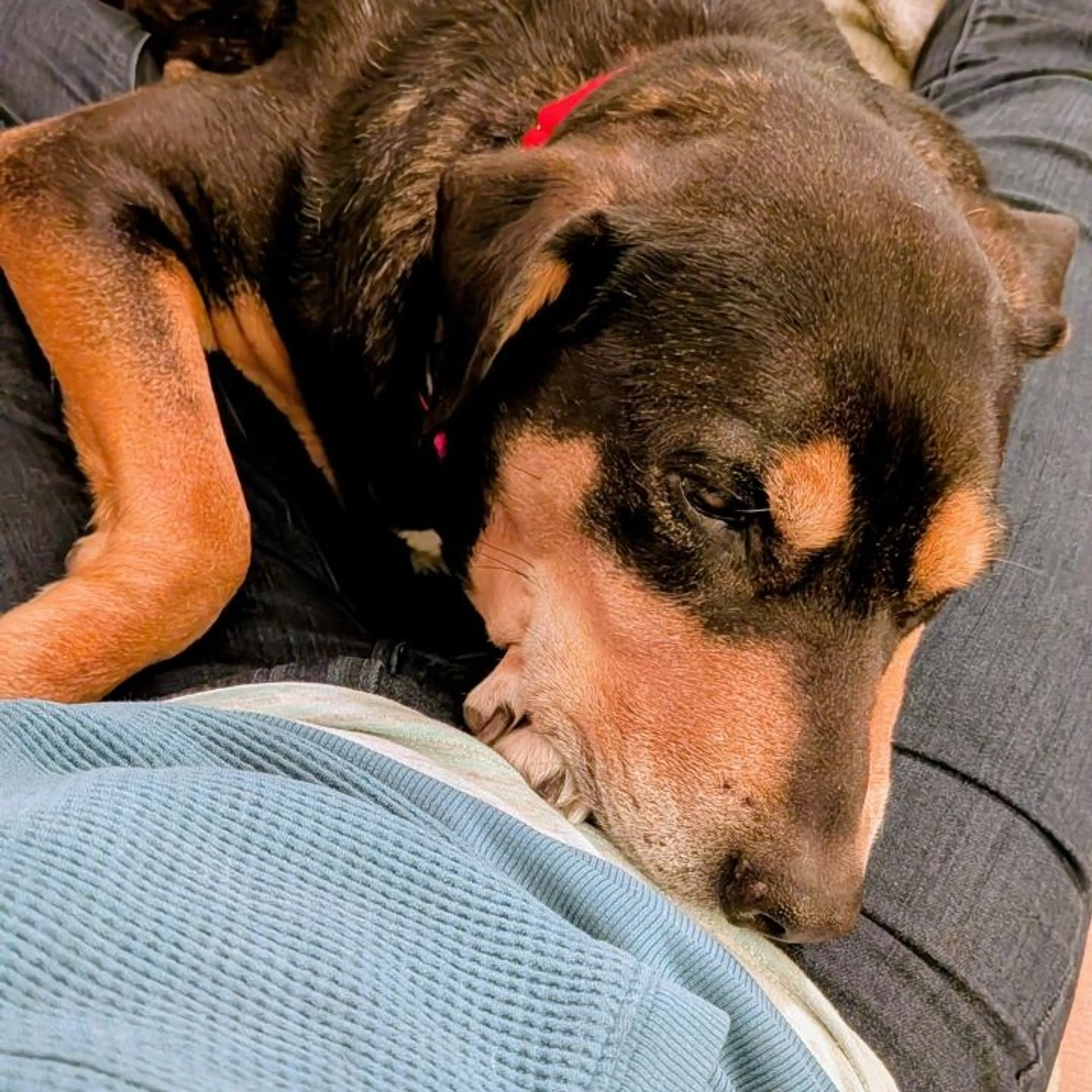 Found pet-5