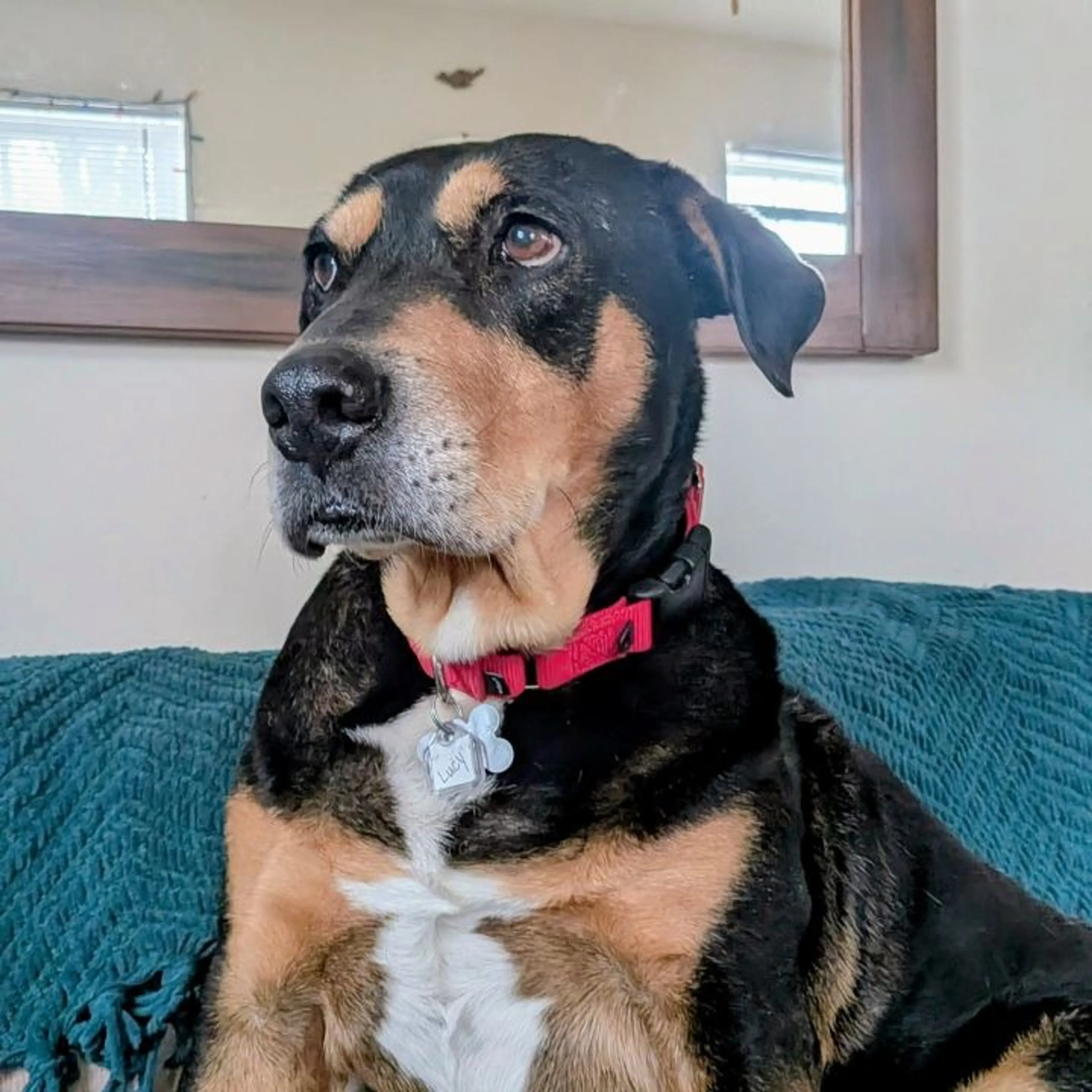Found pet-11