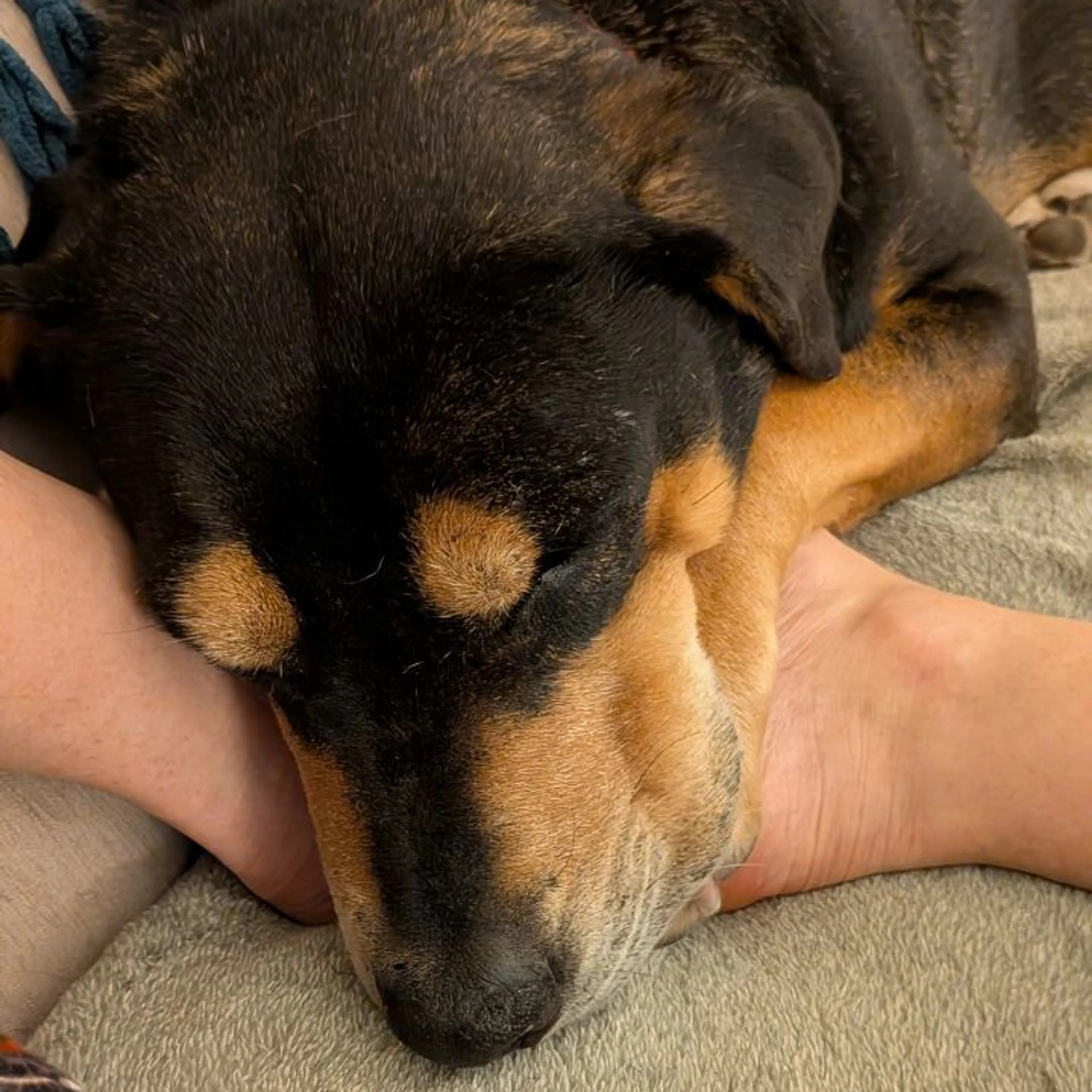 Found pet-25