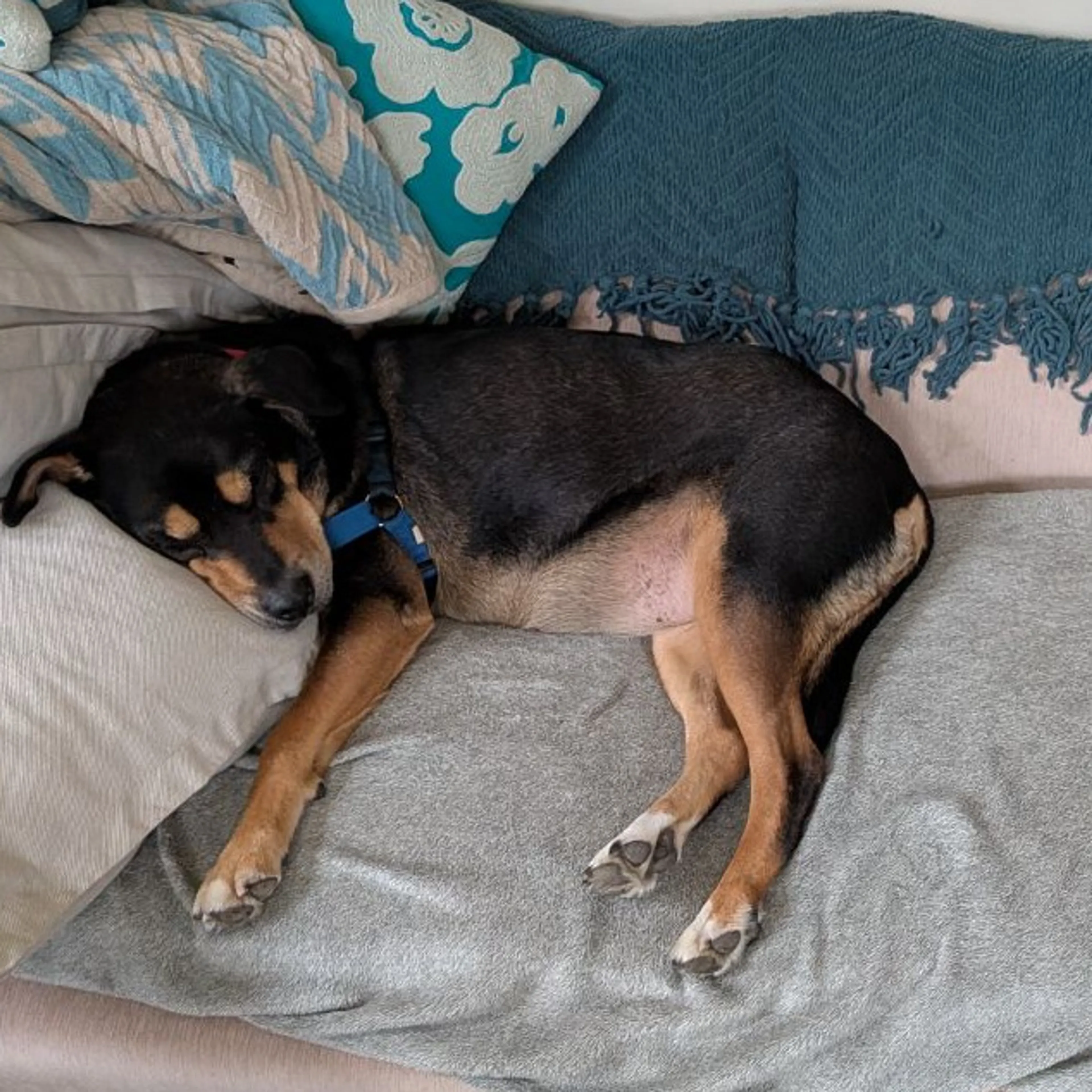 Found pet-31