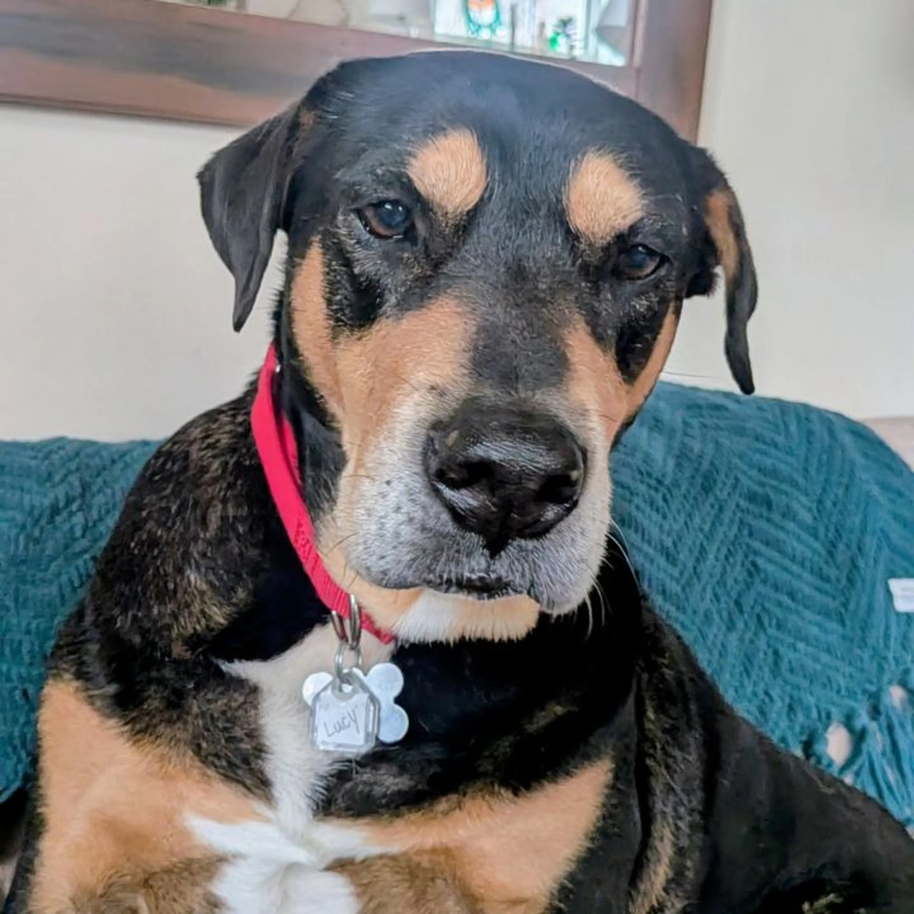 Found pet-21