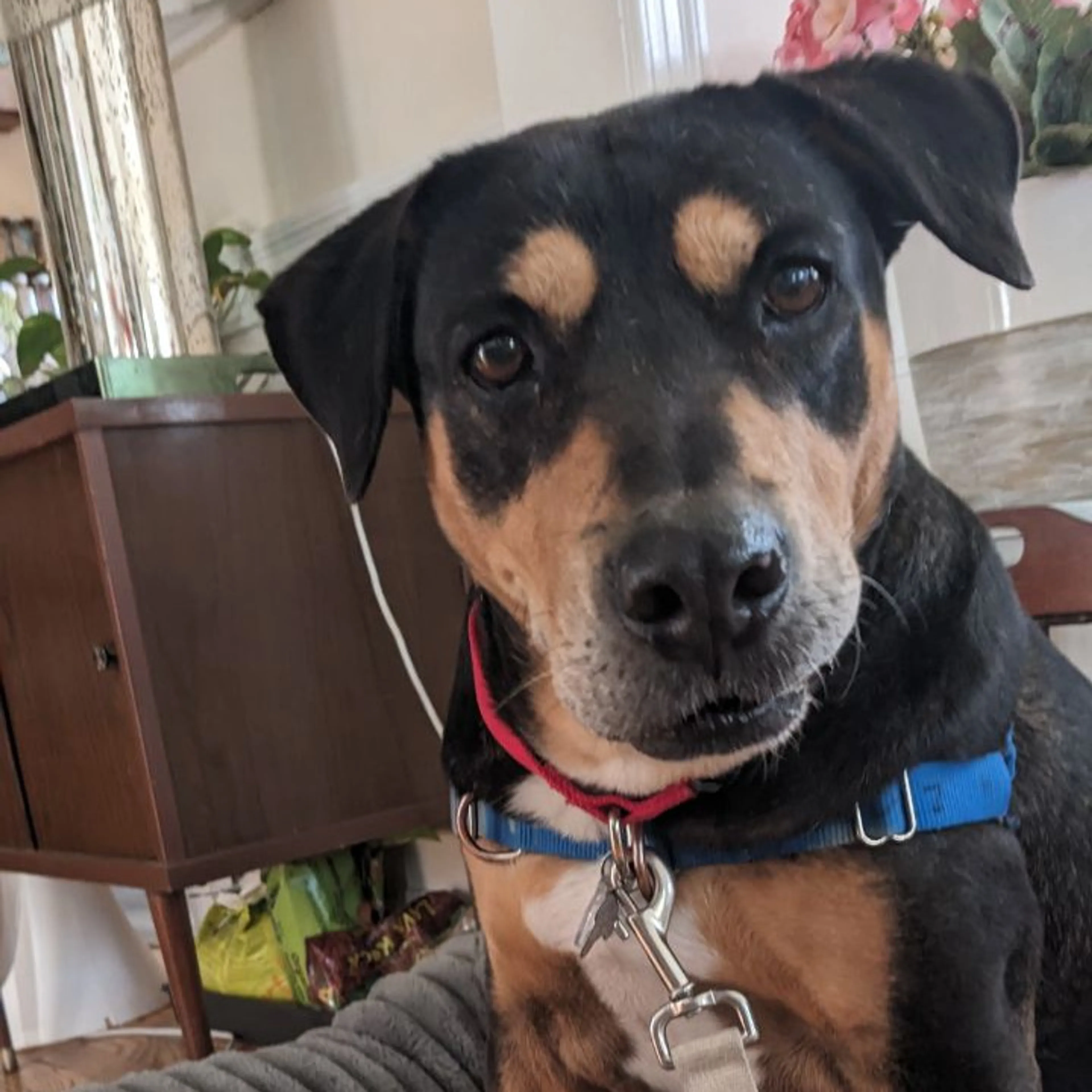 Found pet-22