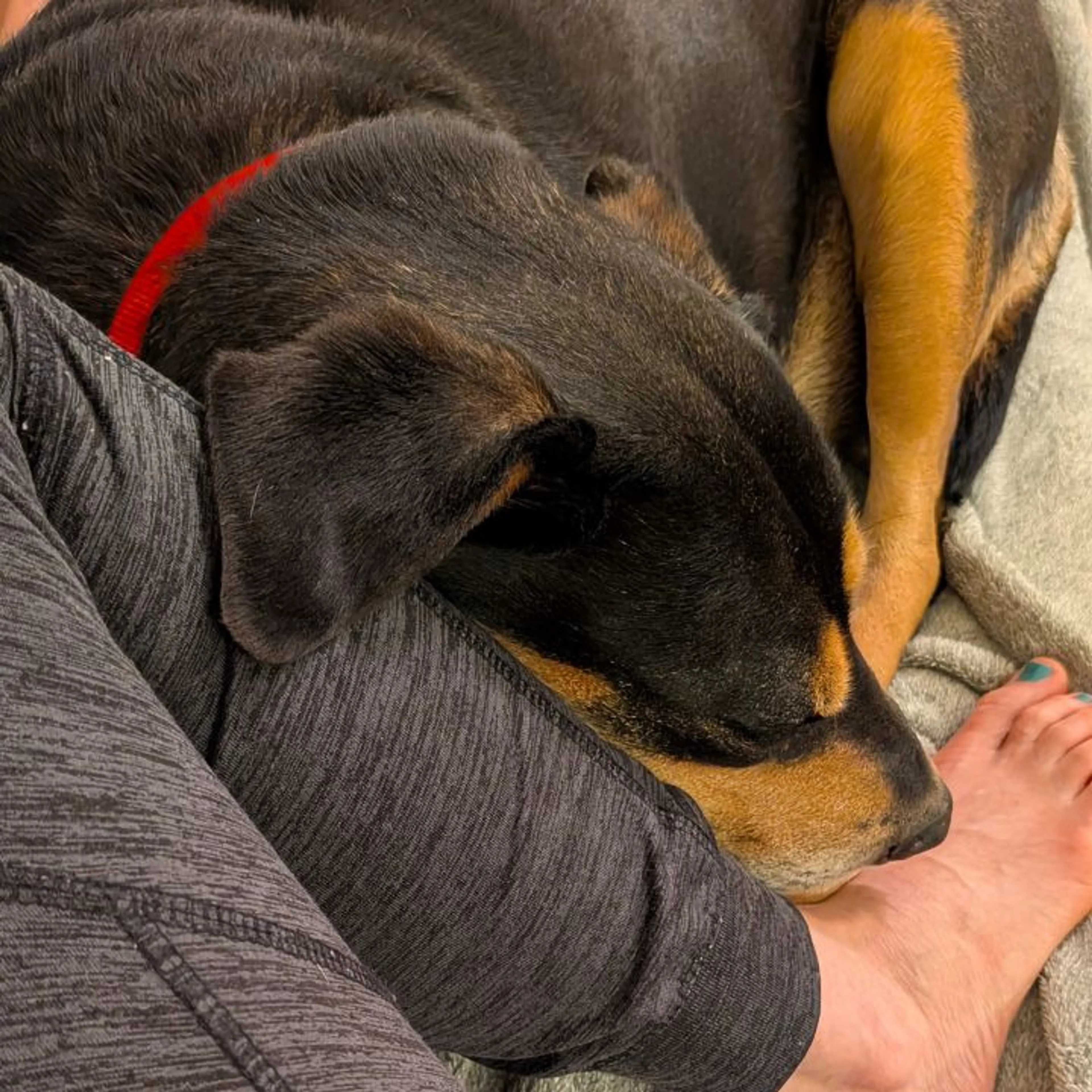Found pet-32
