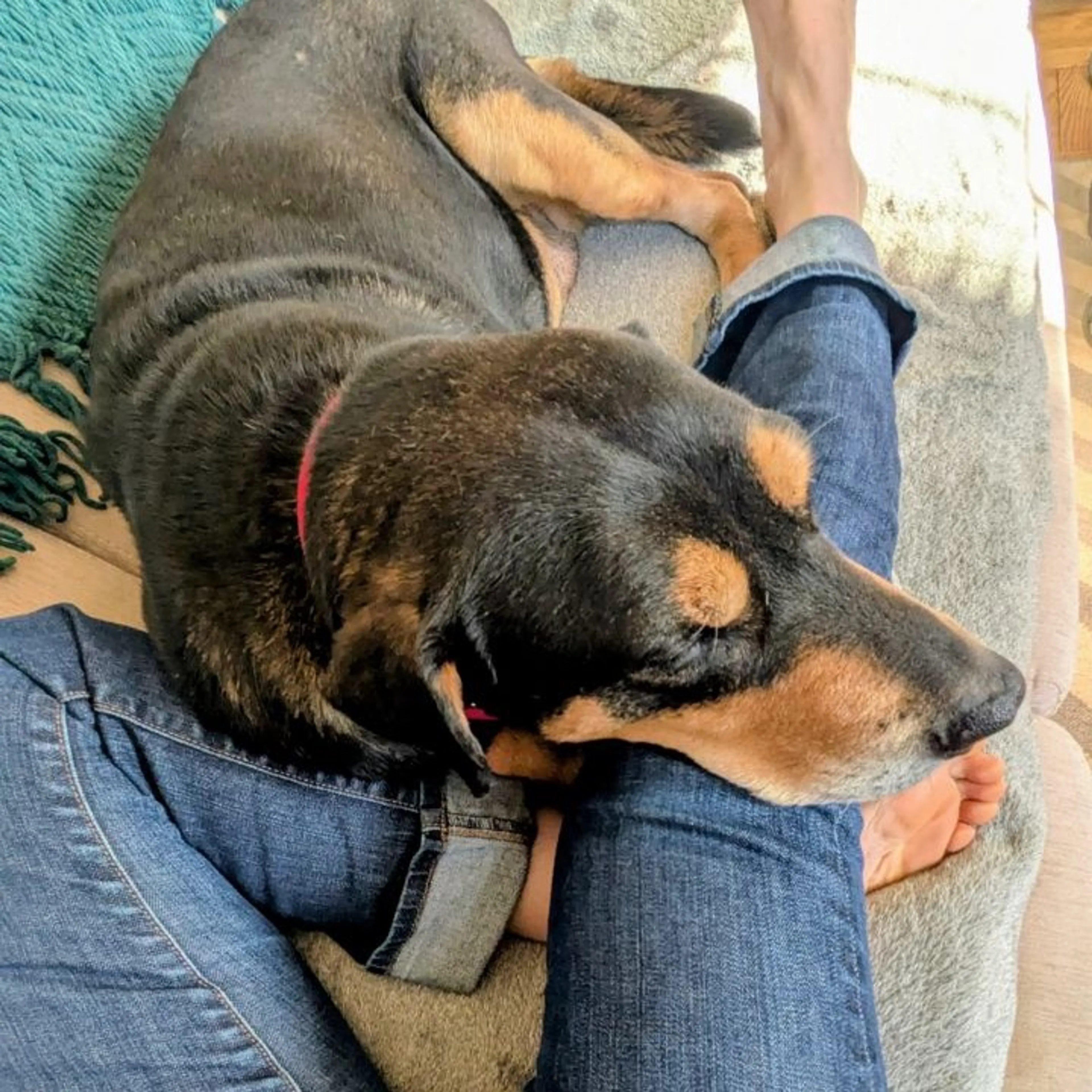 Found pet-16