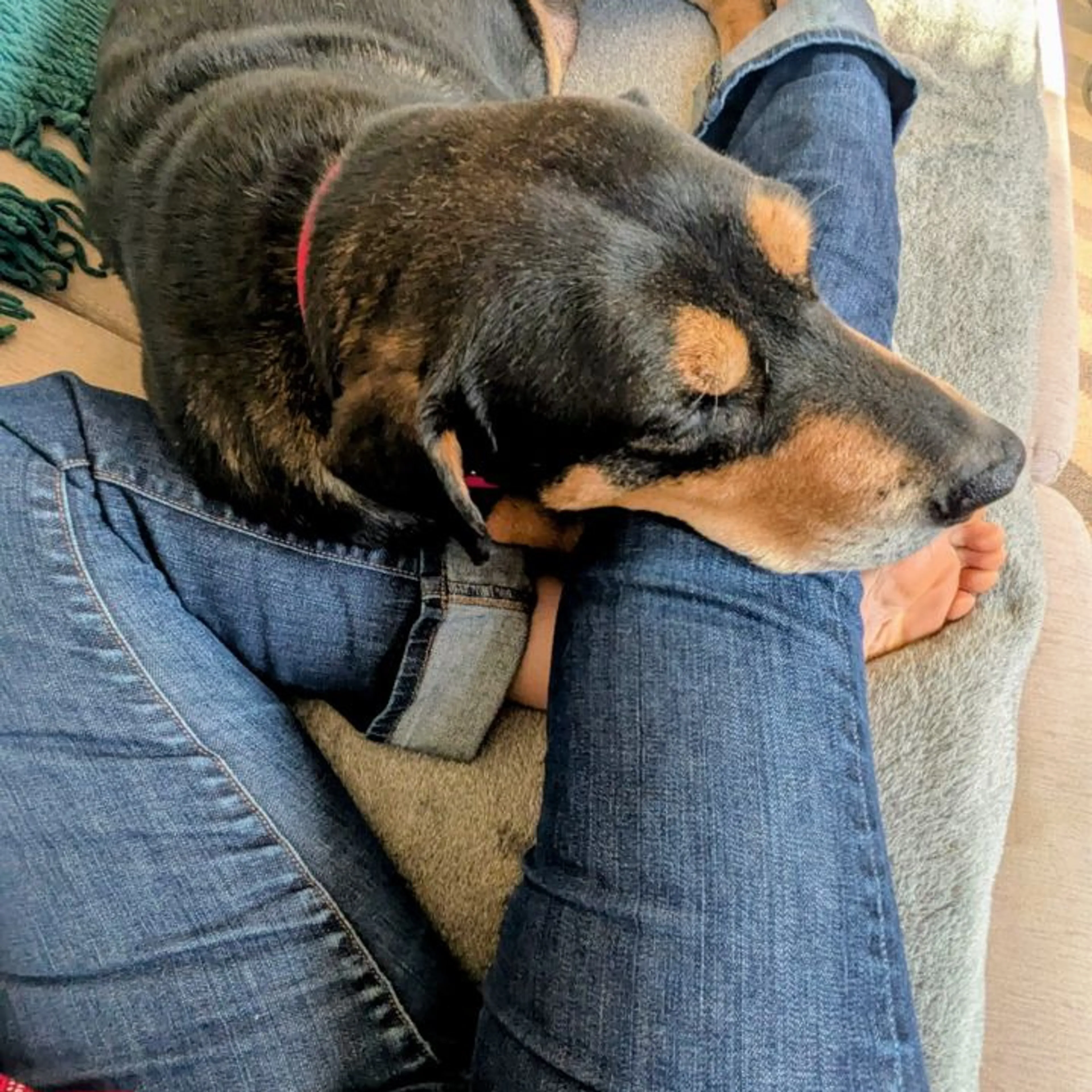 Found pet-29