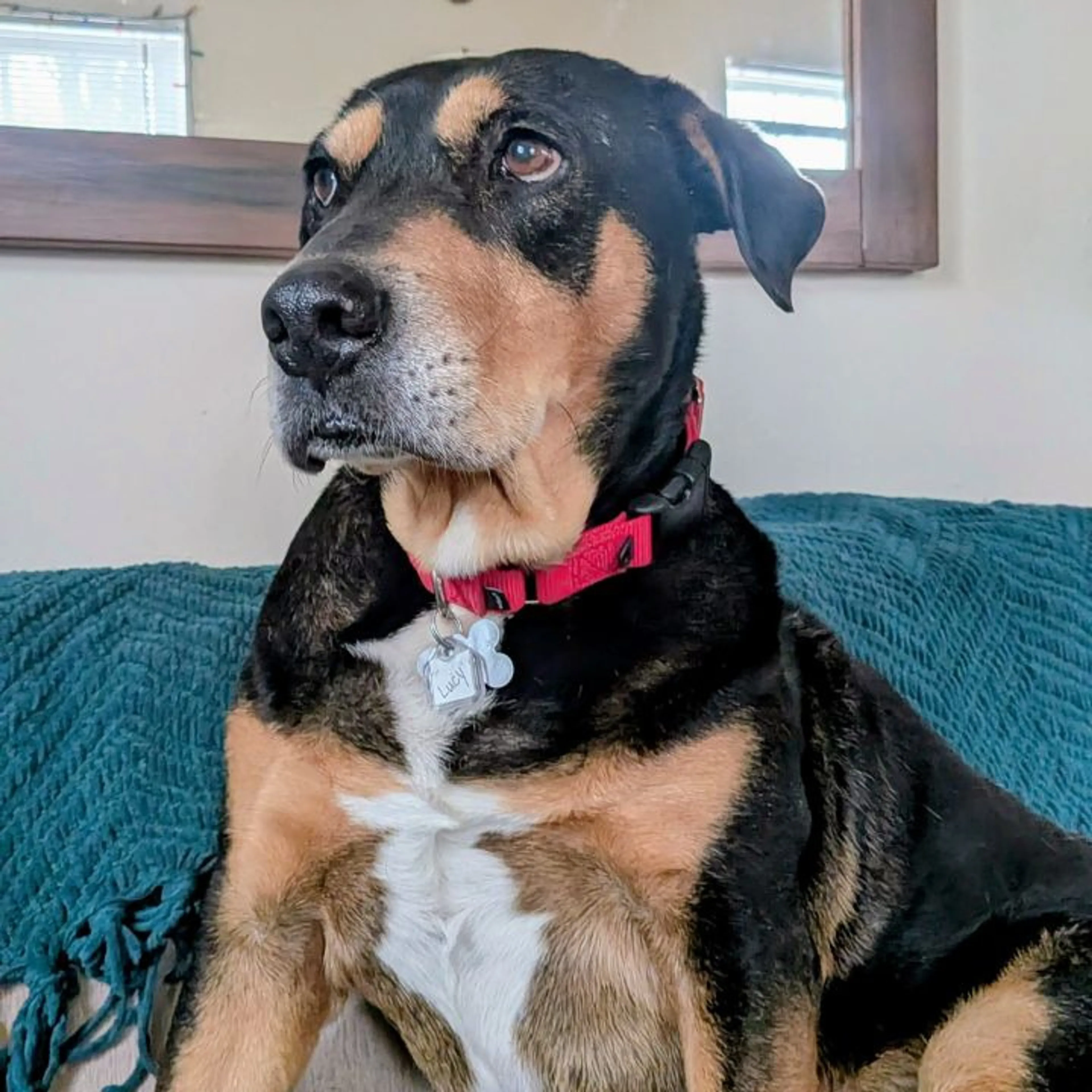 Found pet-26