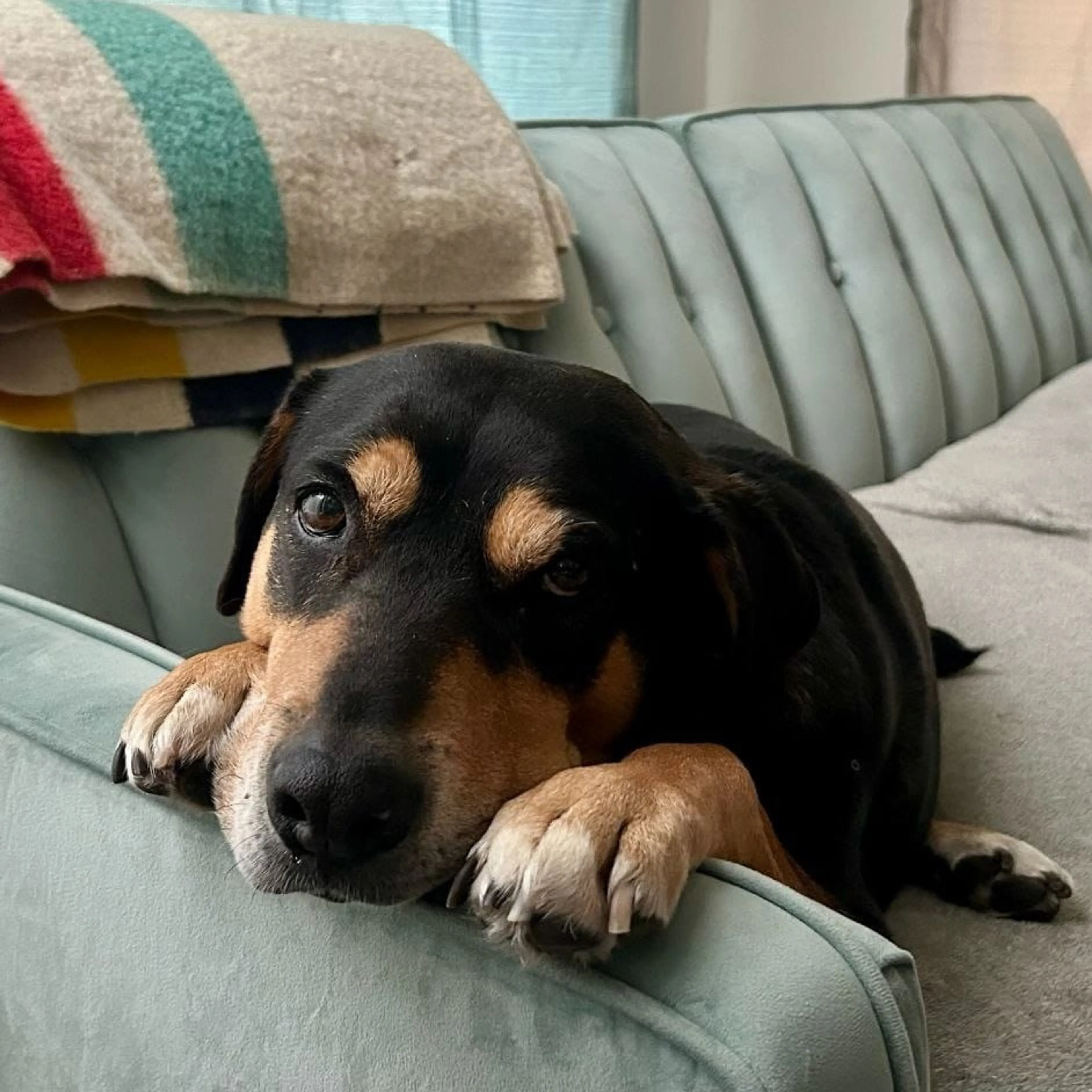Found pet-19