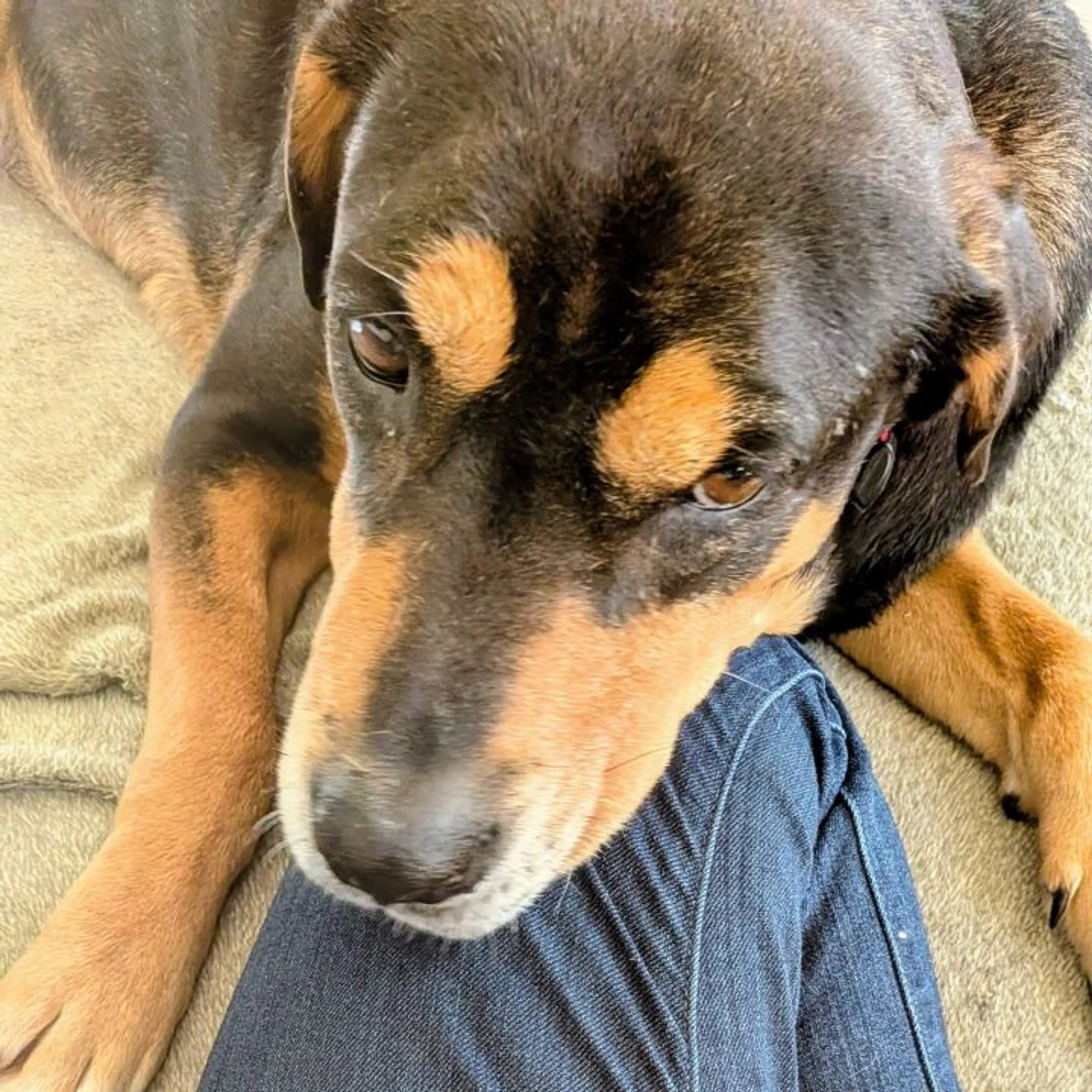 Found pet-28