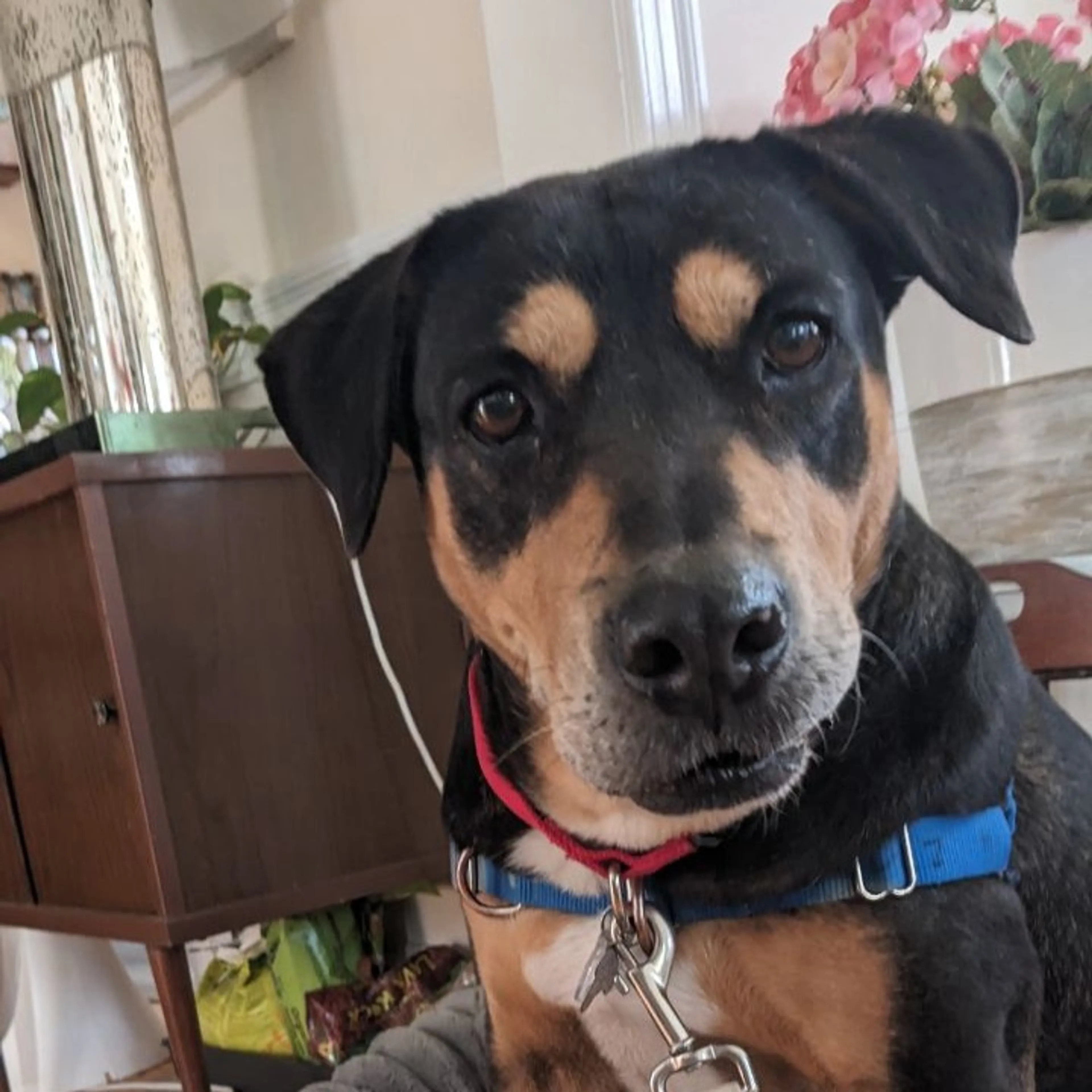Found pet-14