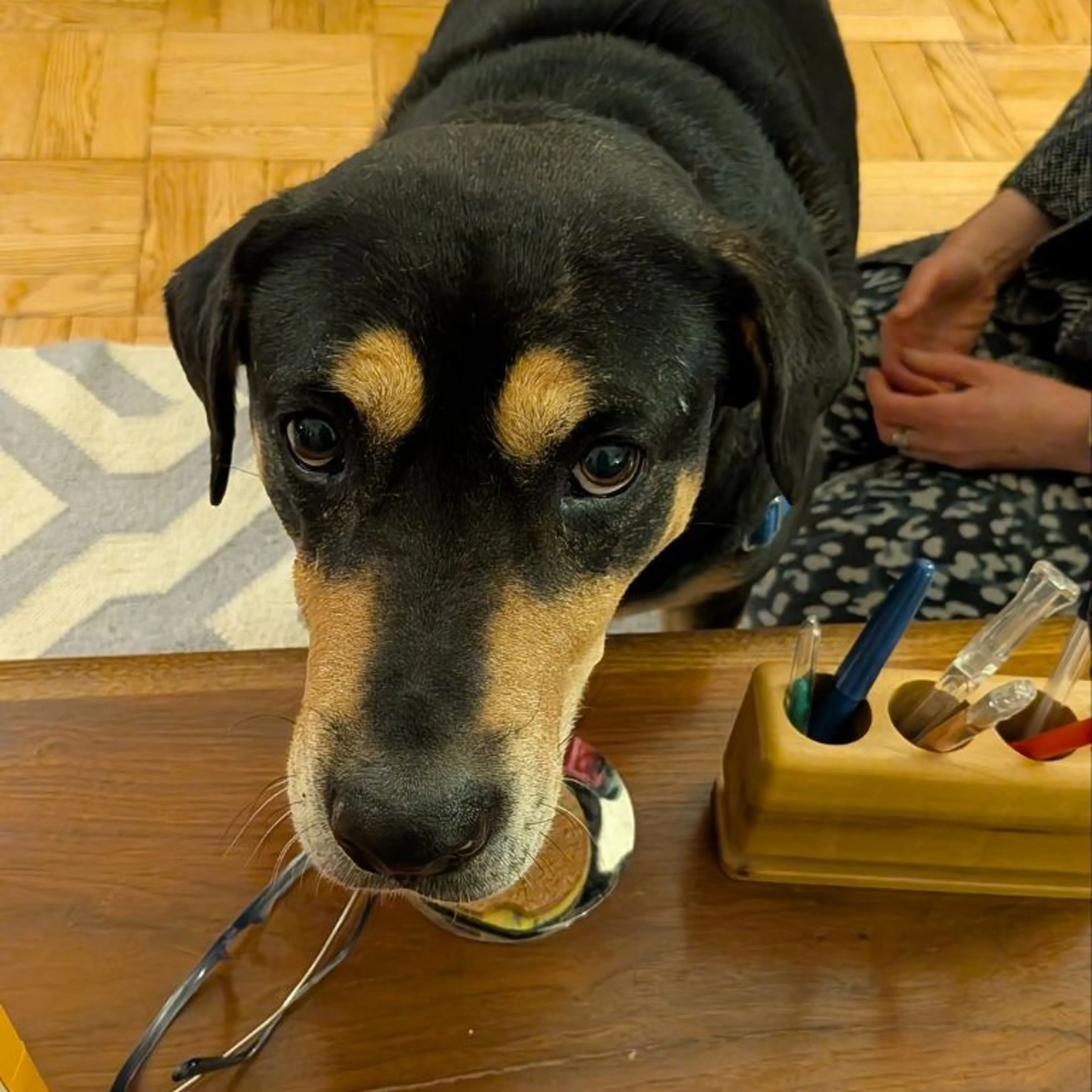 Found pet-8