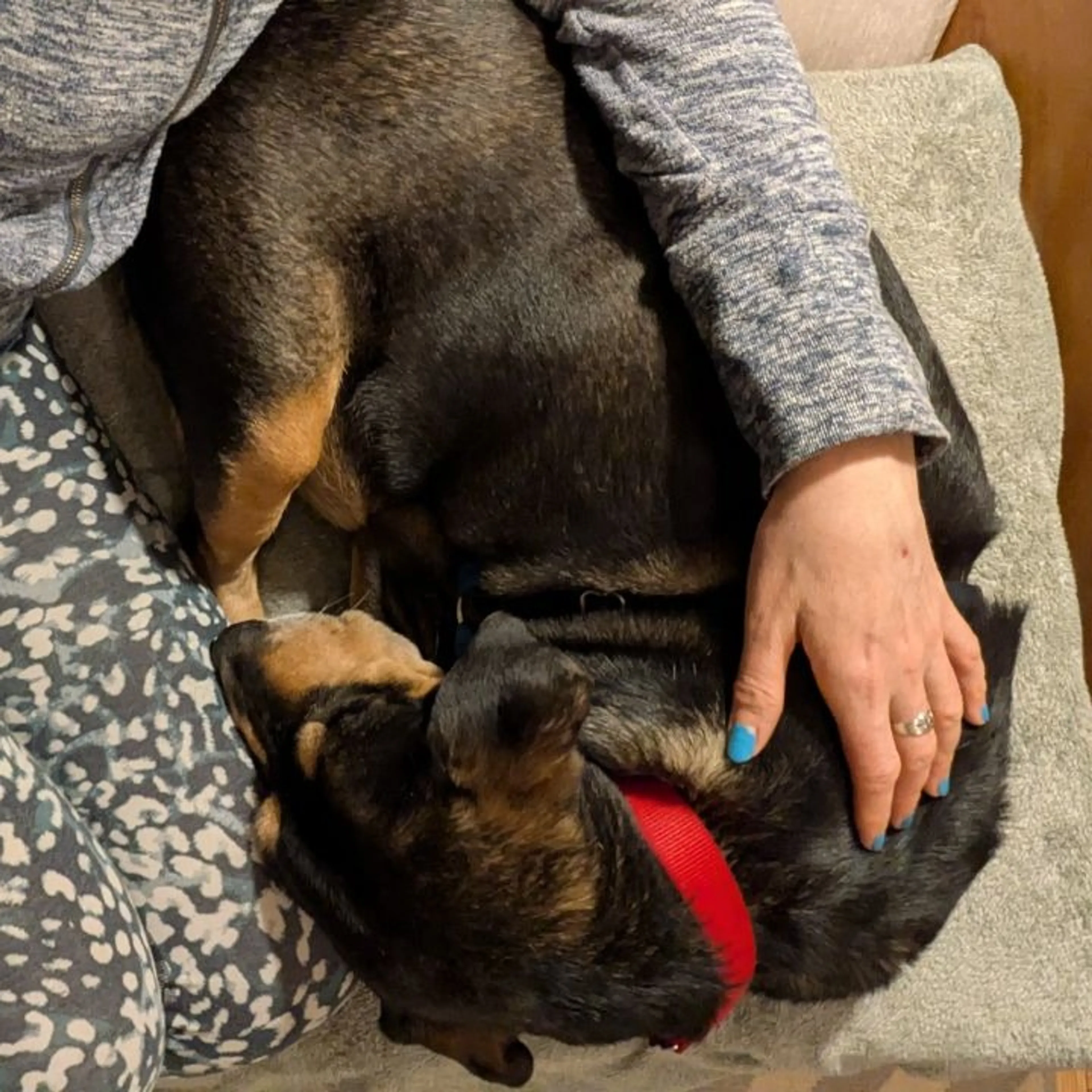Found pet-12