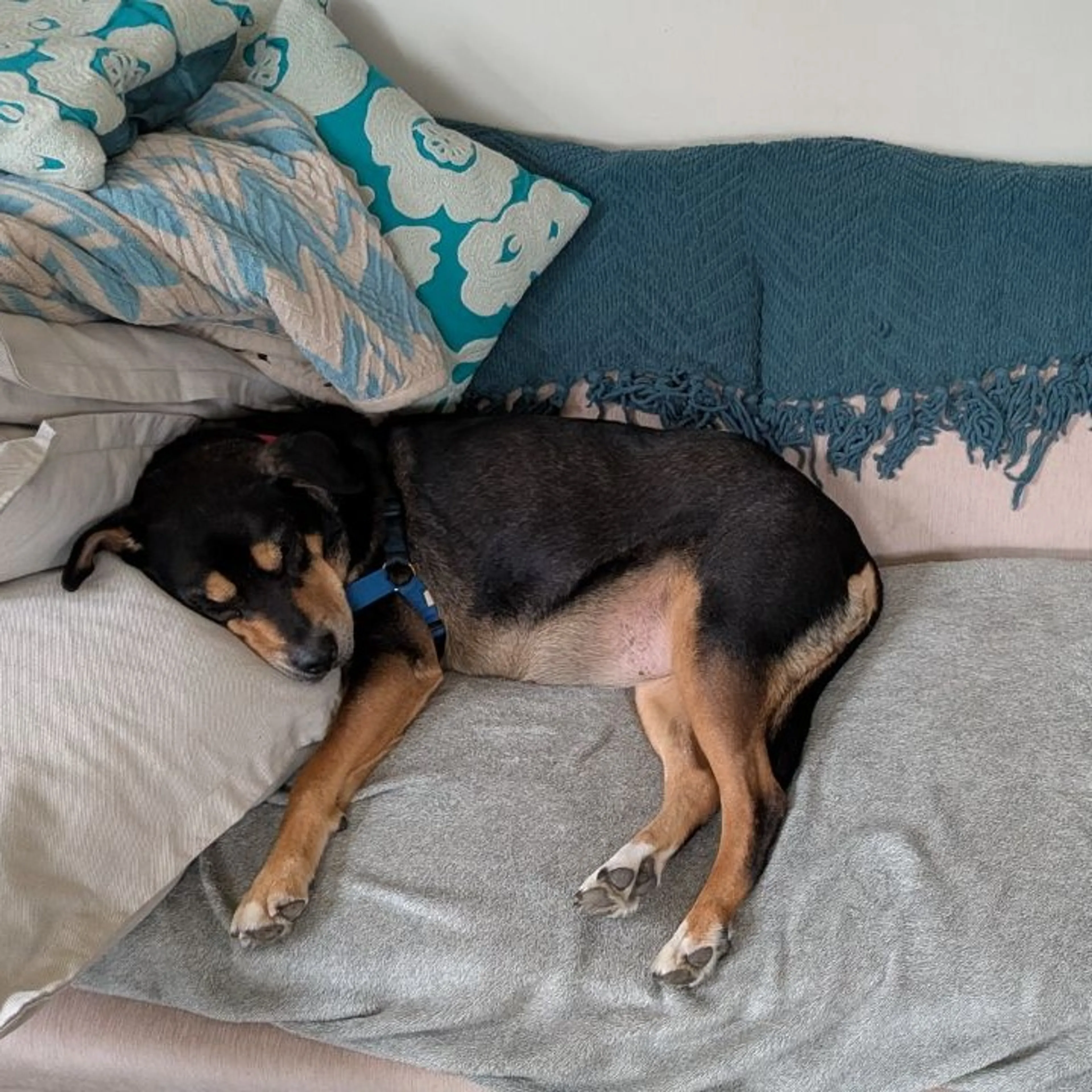 Found pet-3
