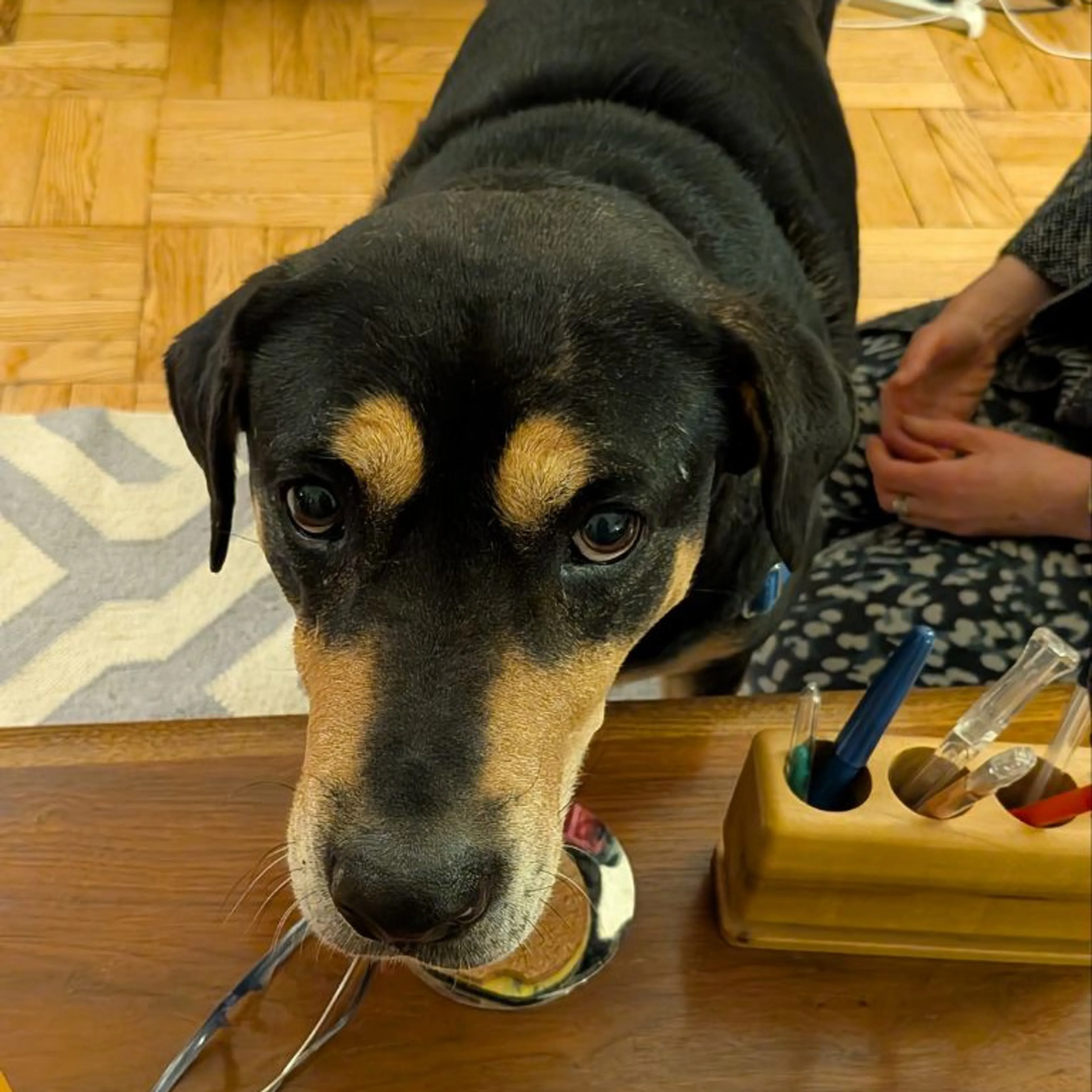 Found pet-20