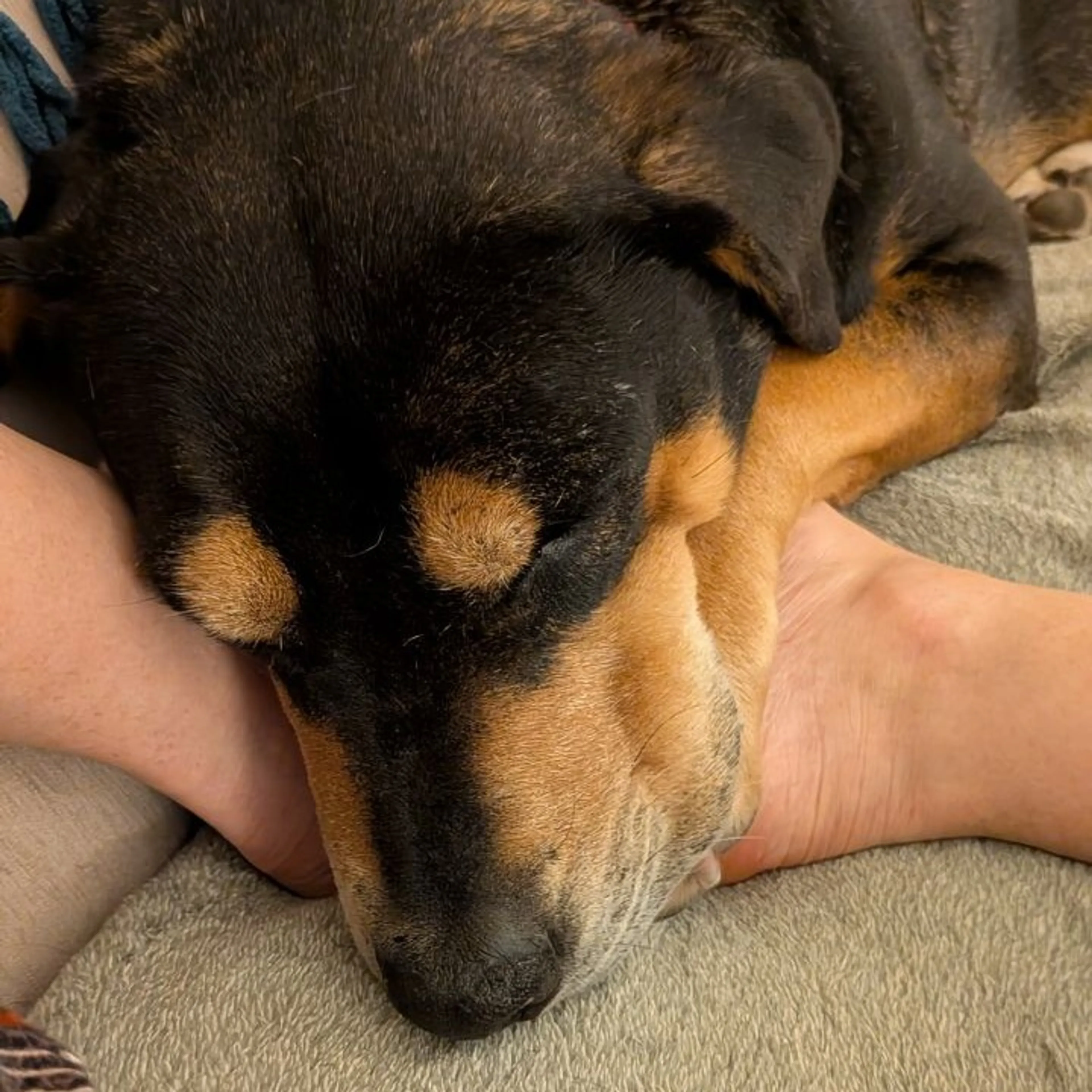 Found pet-17