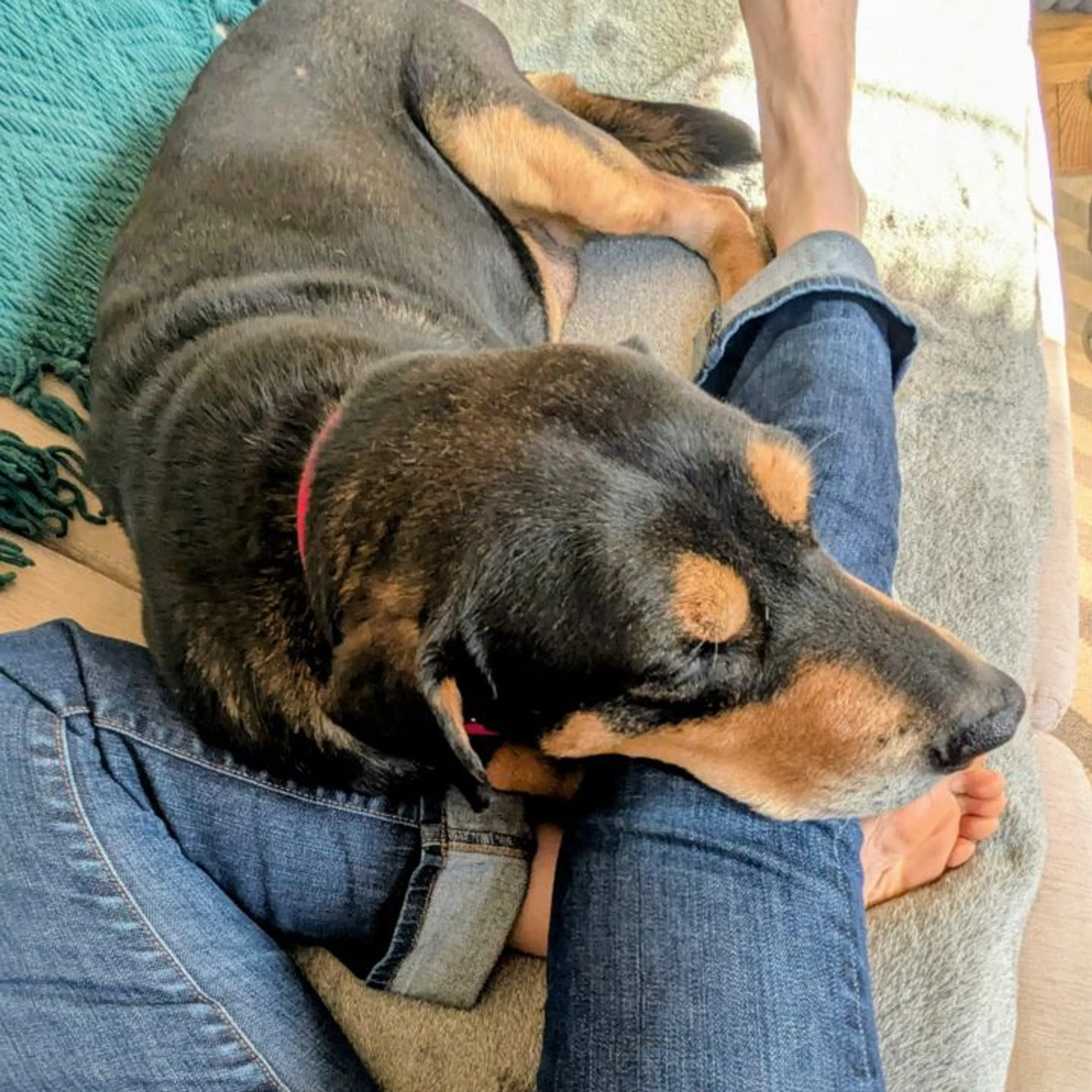 Found pet-24