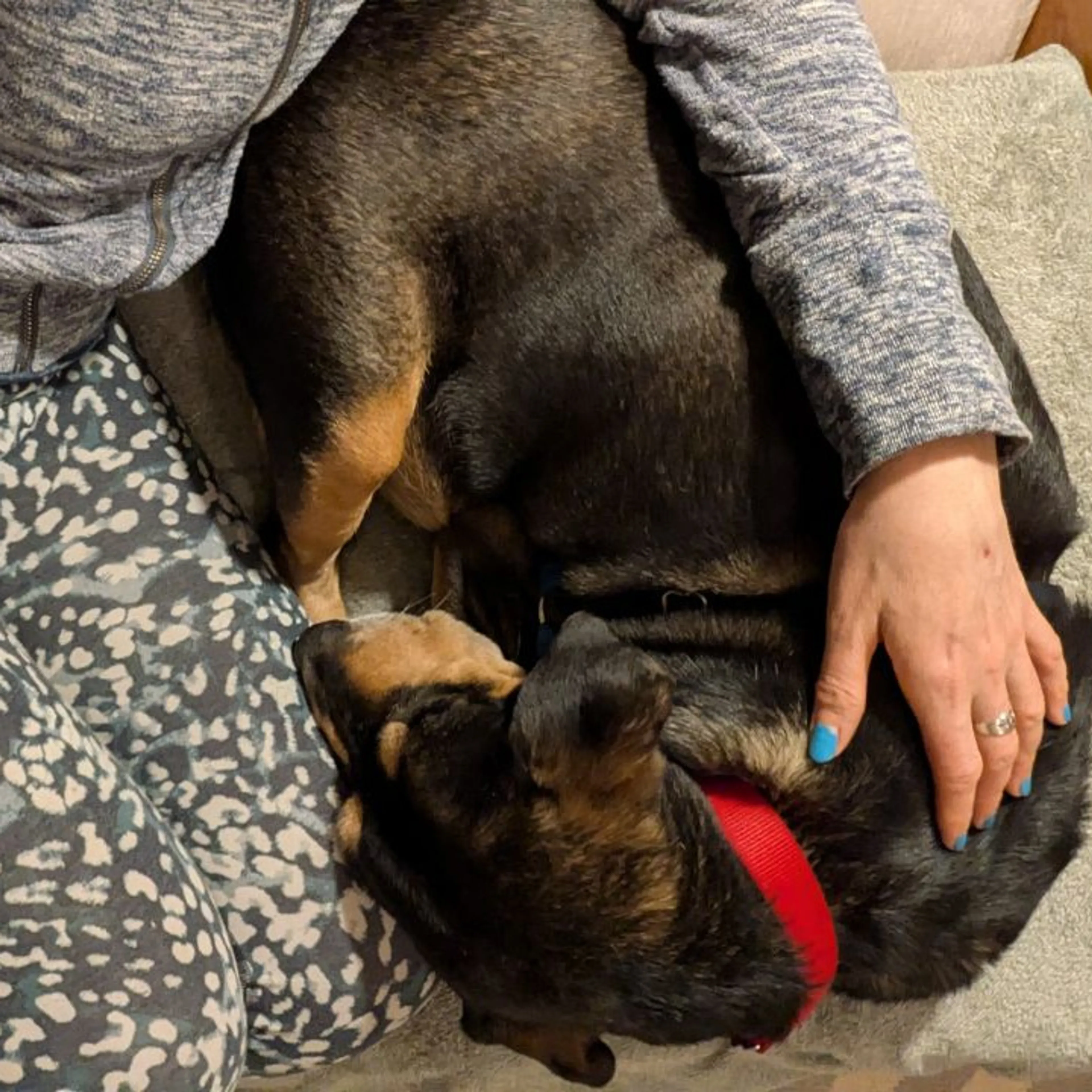 Found pet-27