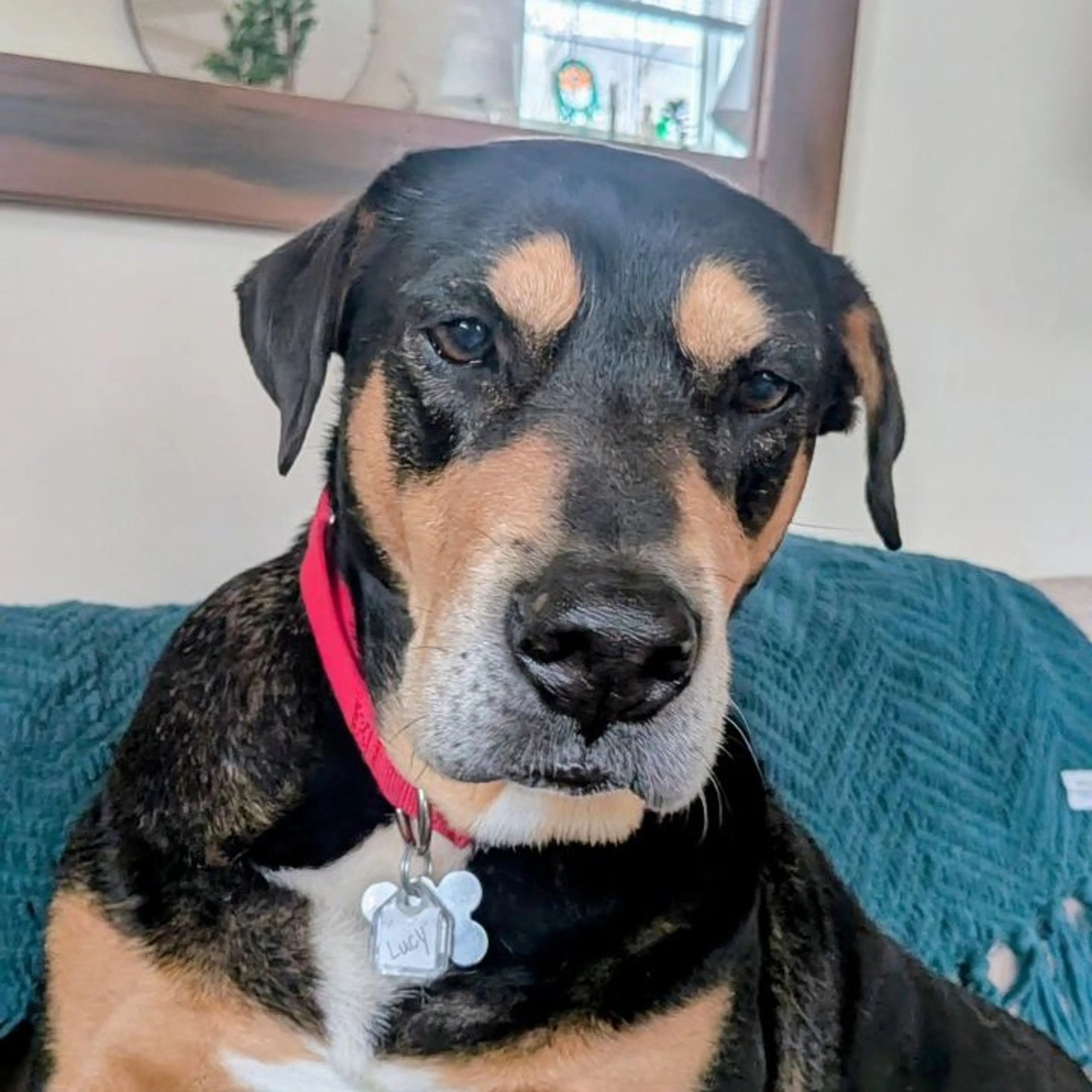 Found pet-9