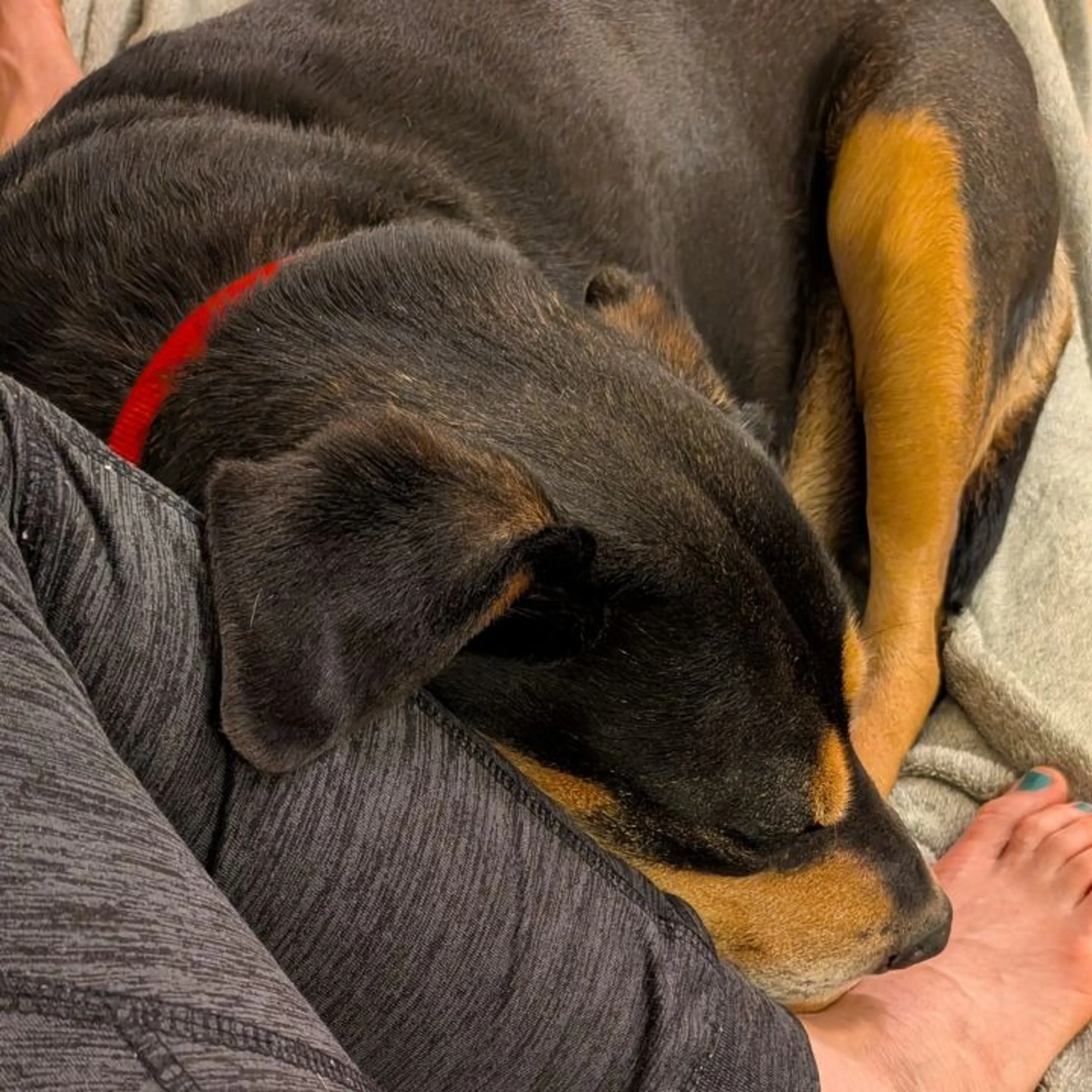 Found pet-4