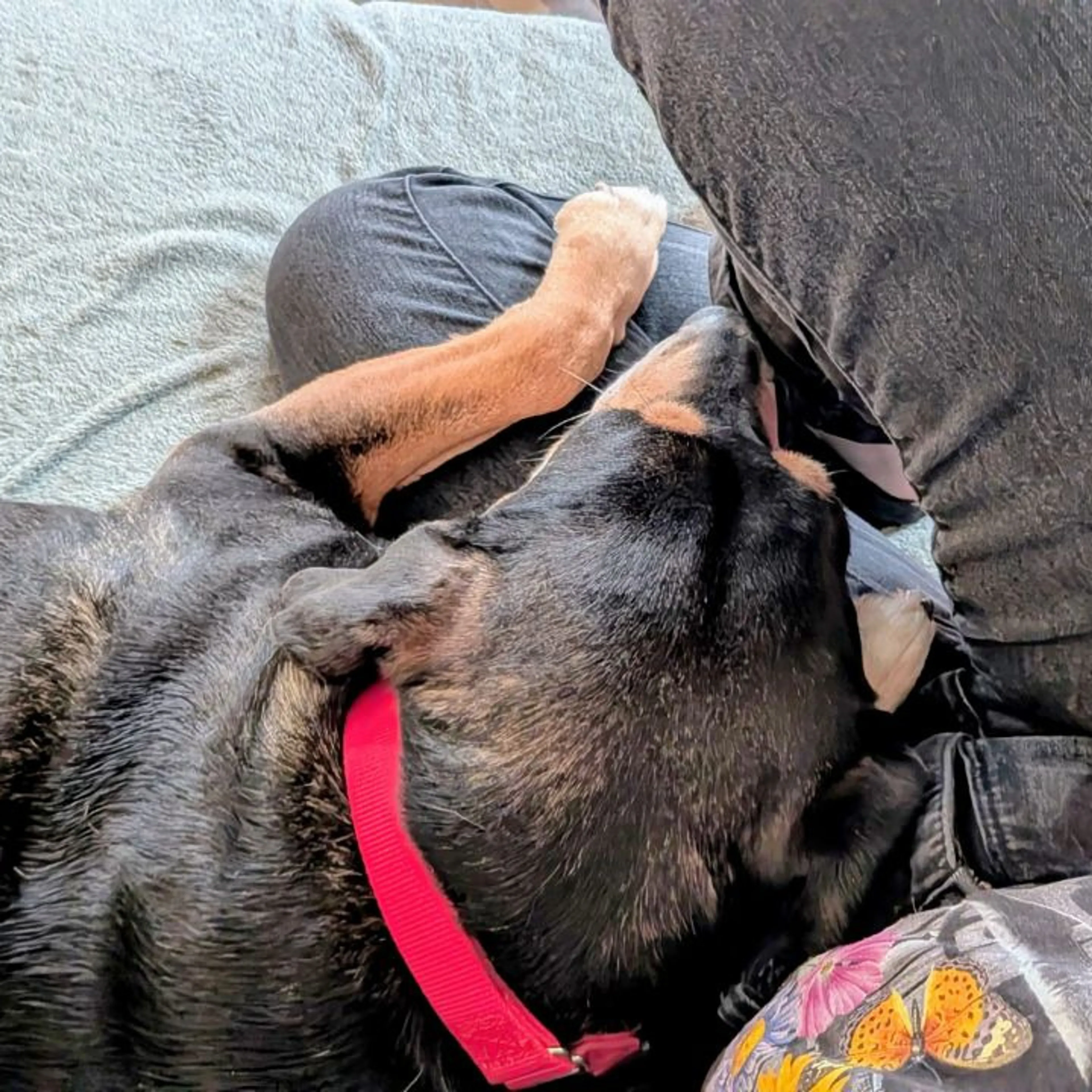 Found pet-30