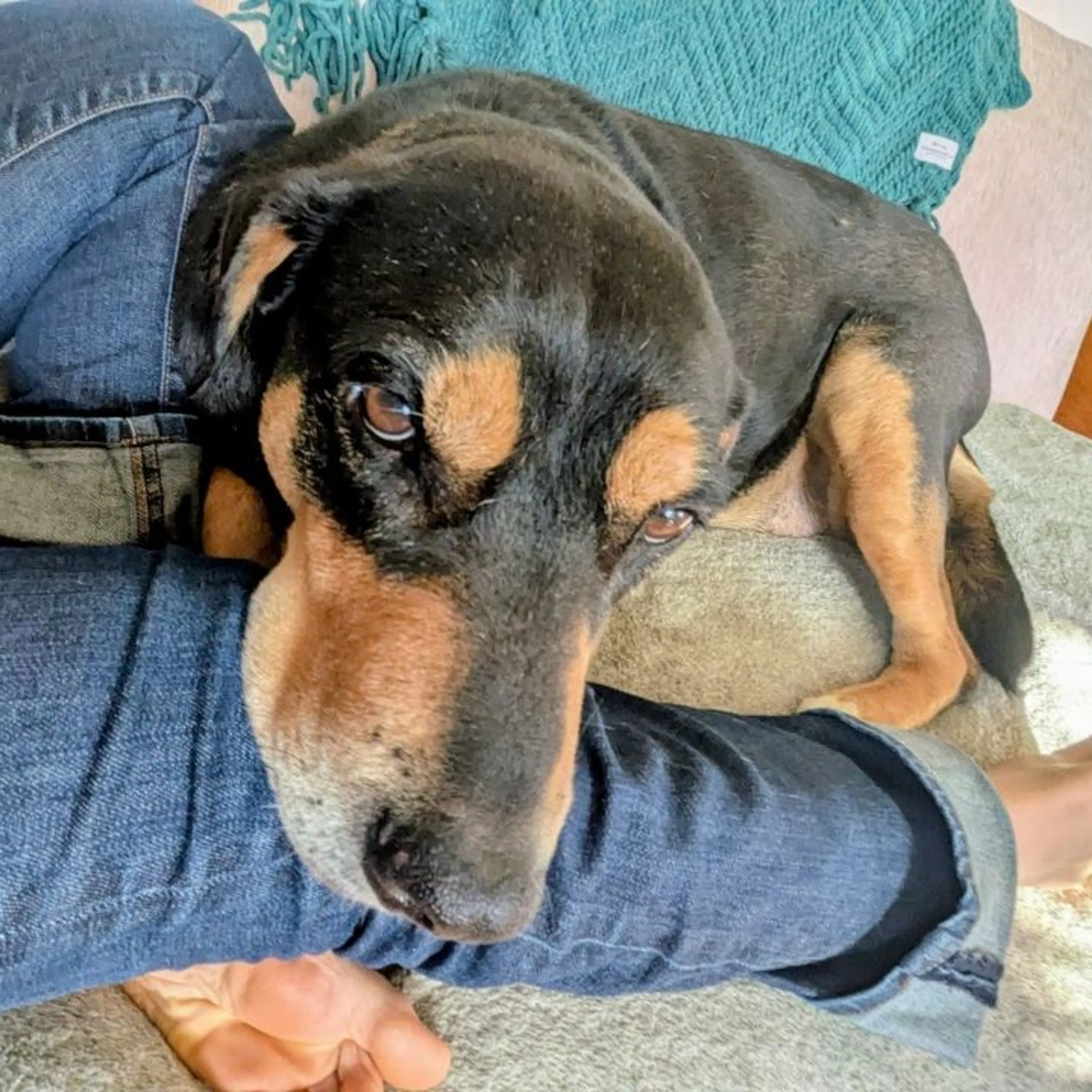 Found pet-6