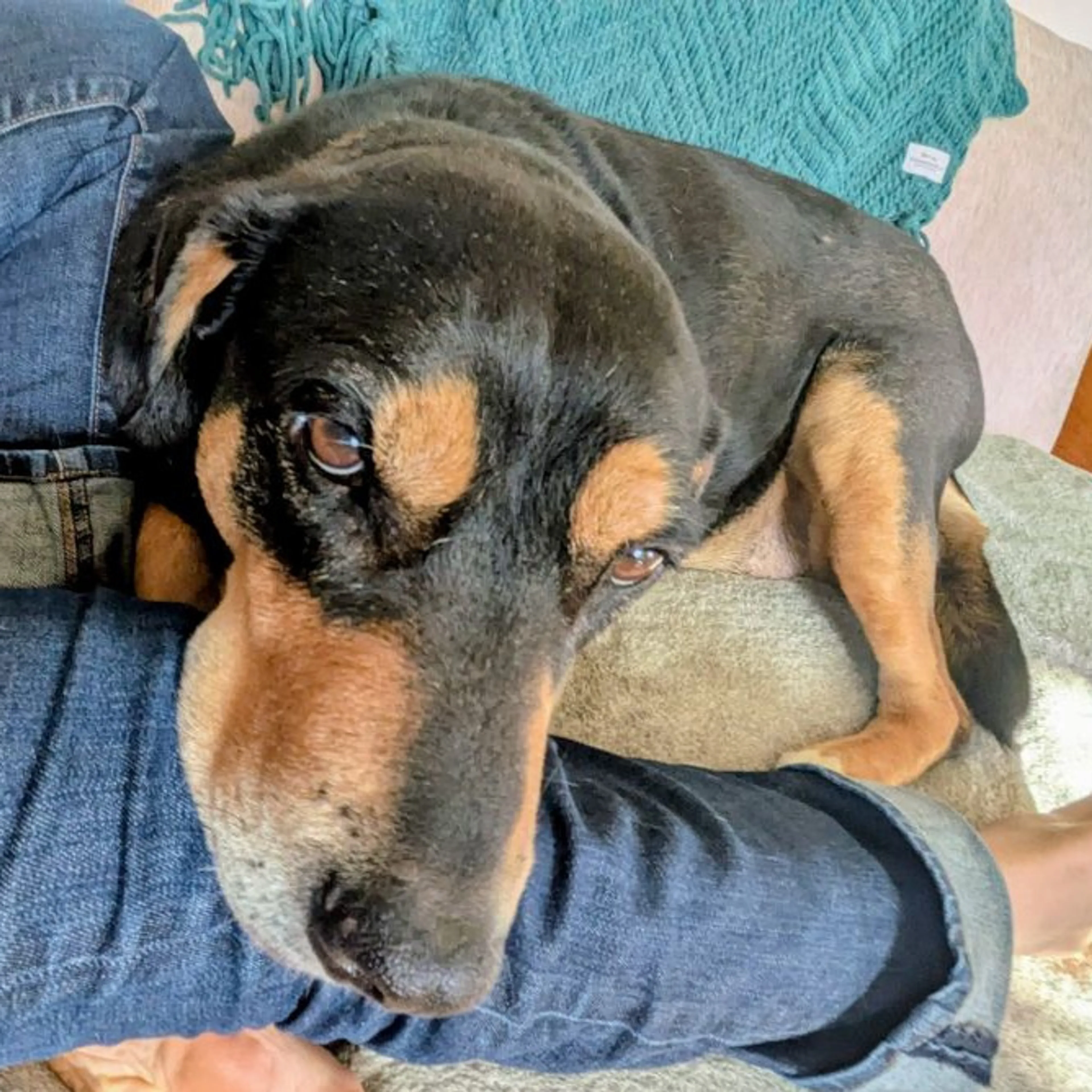Found pet-34