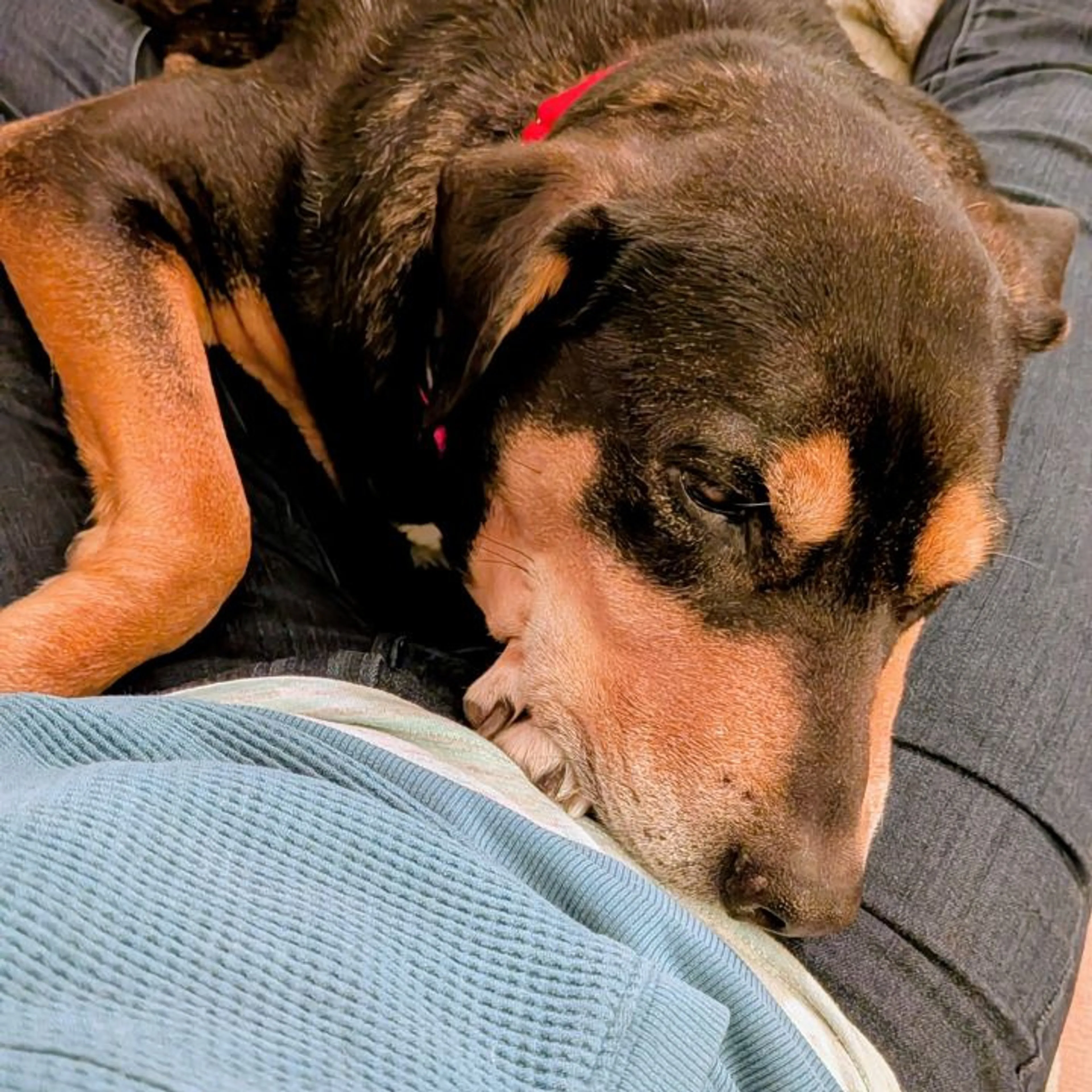 Found pet-33