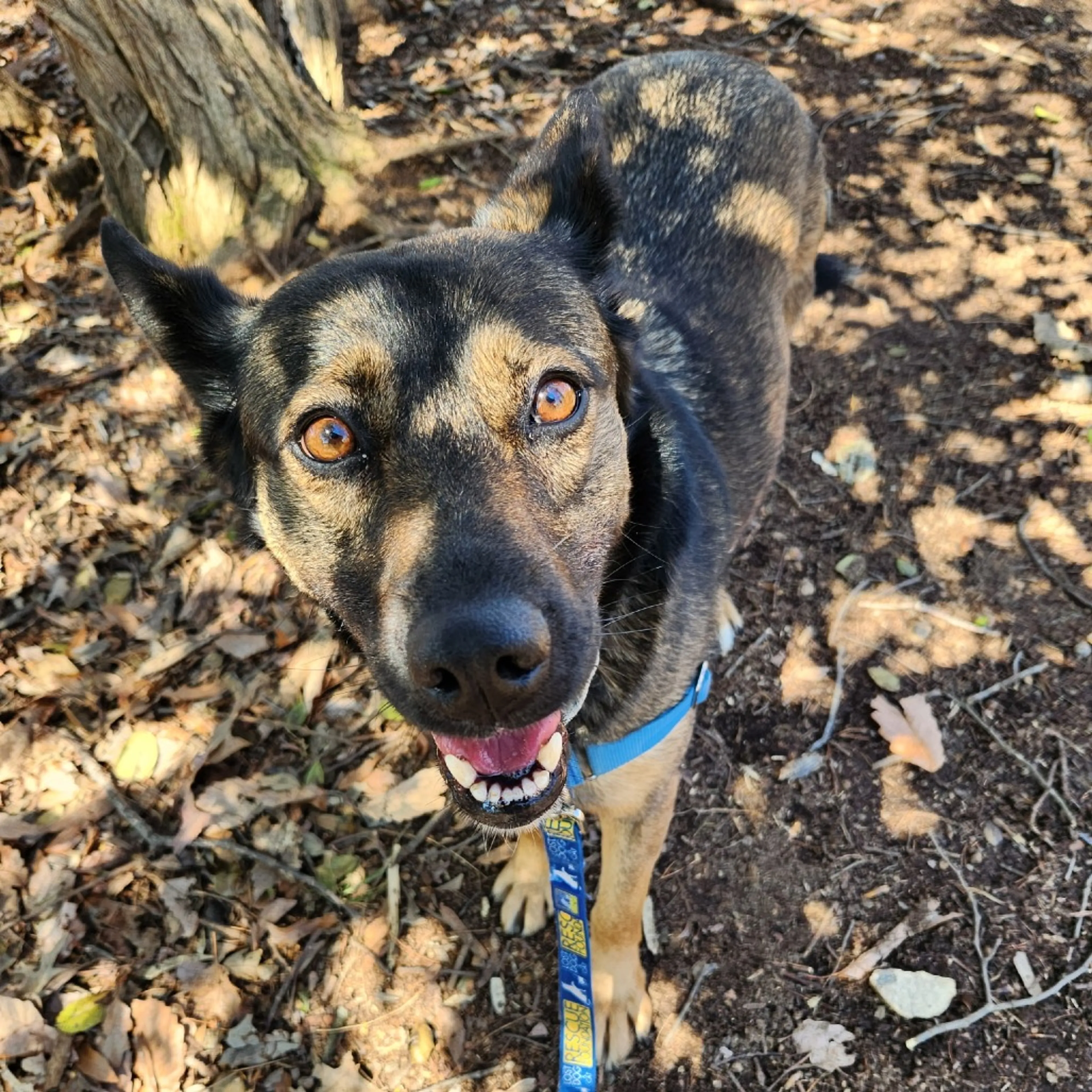 Found pet-13