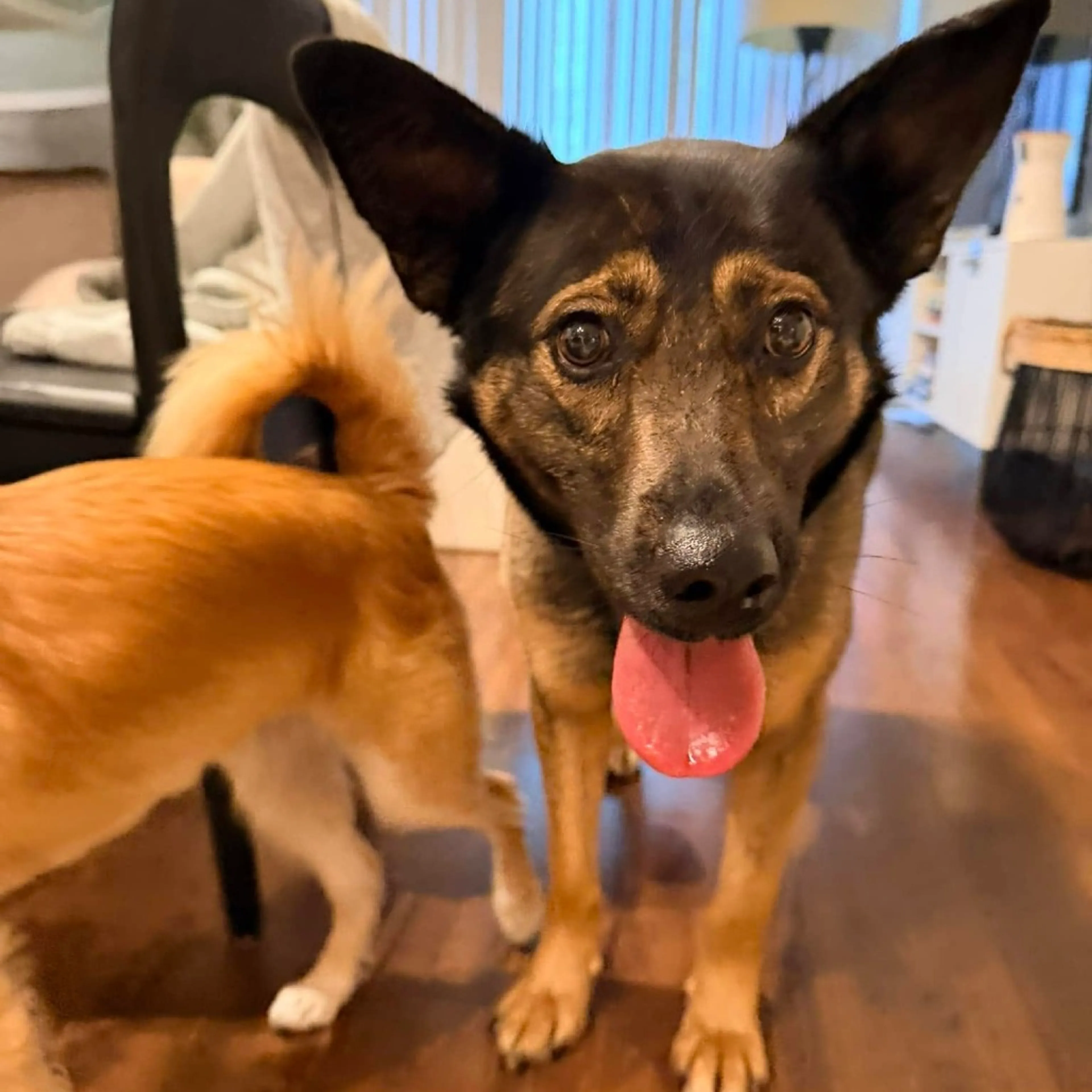 Found pet-14