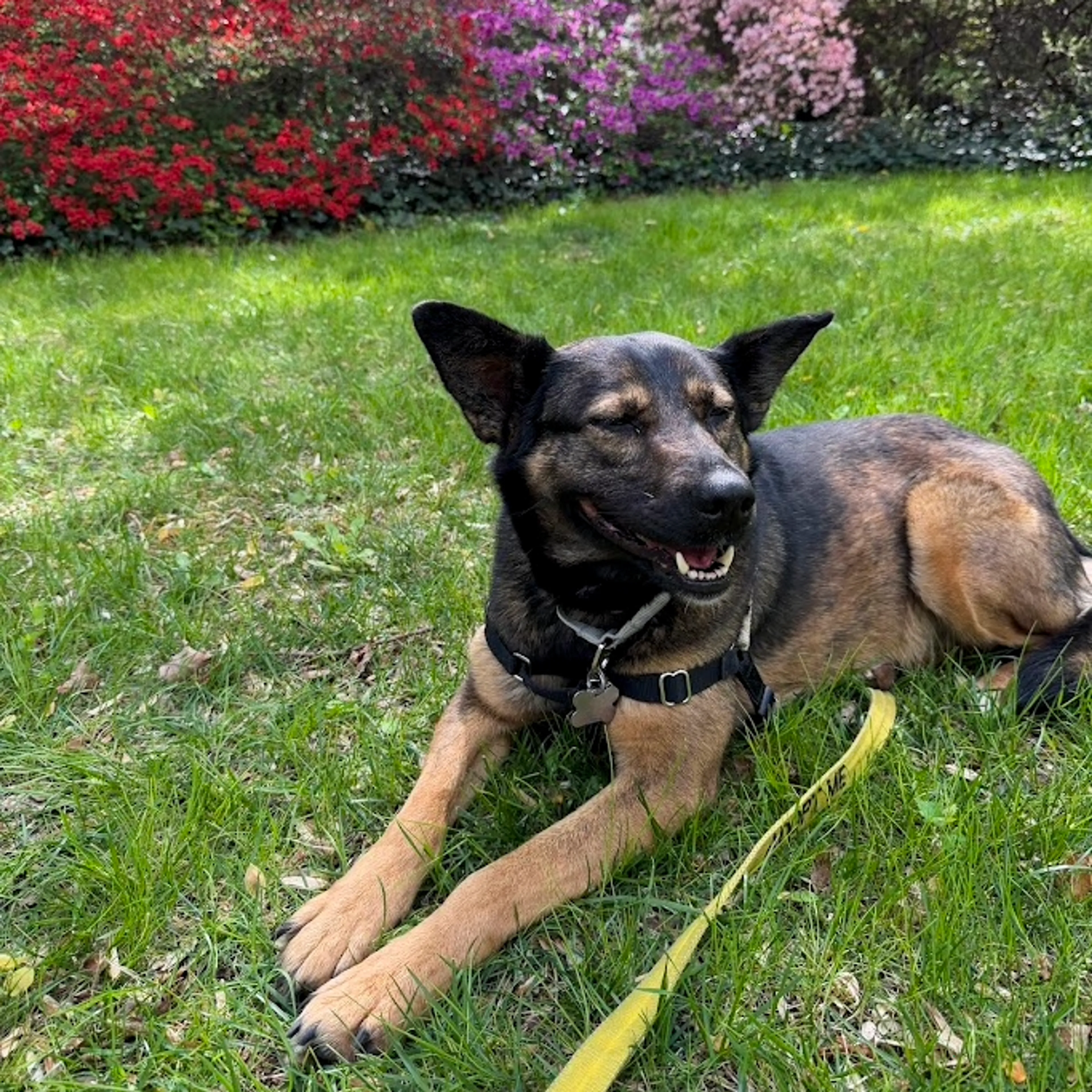 Found pet-10