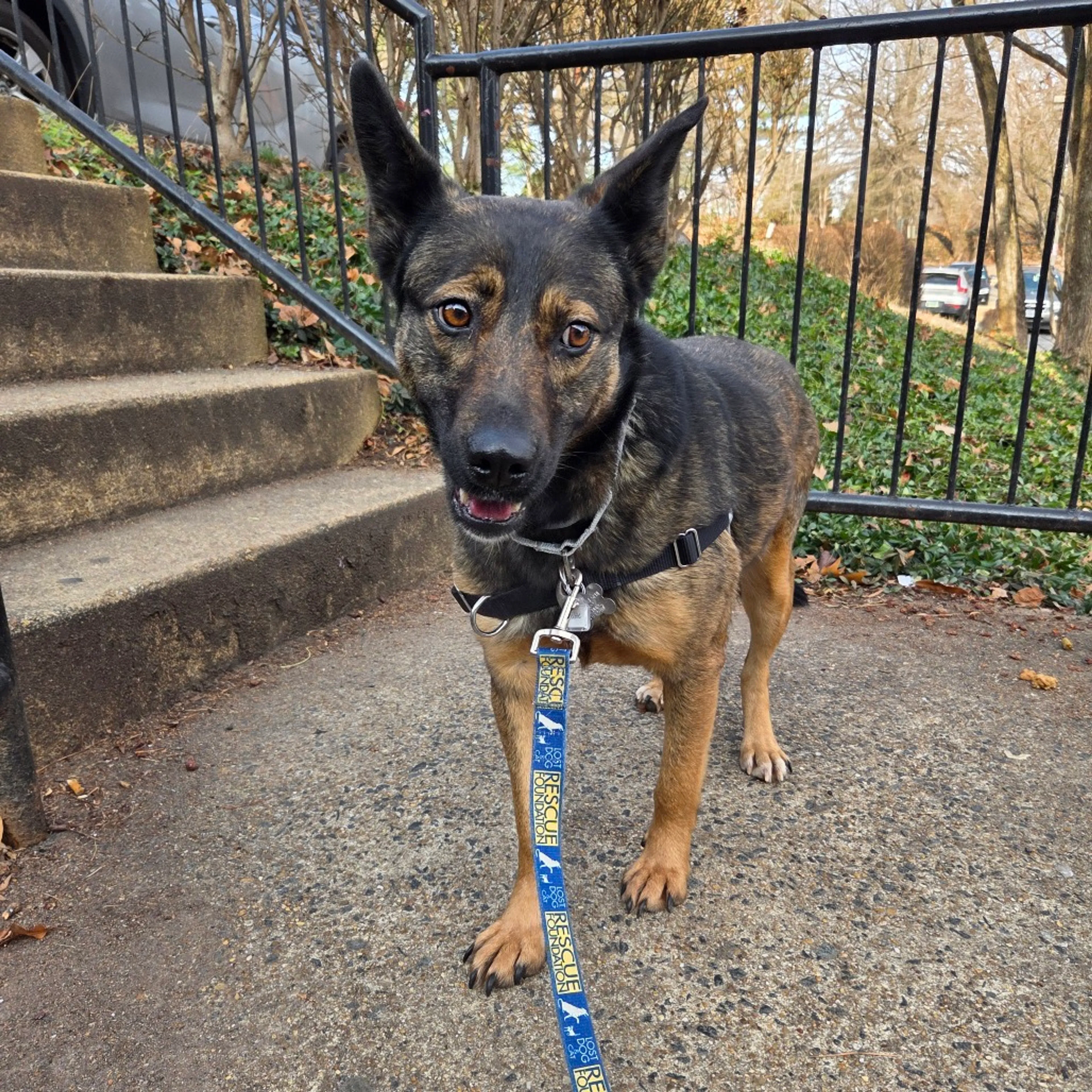 Found pet-1
