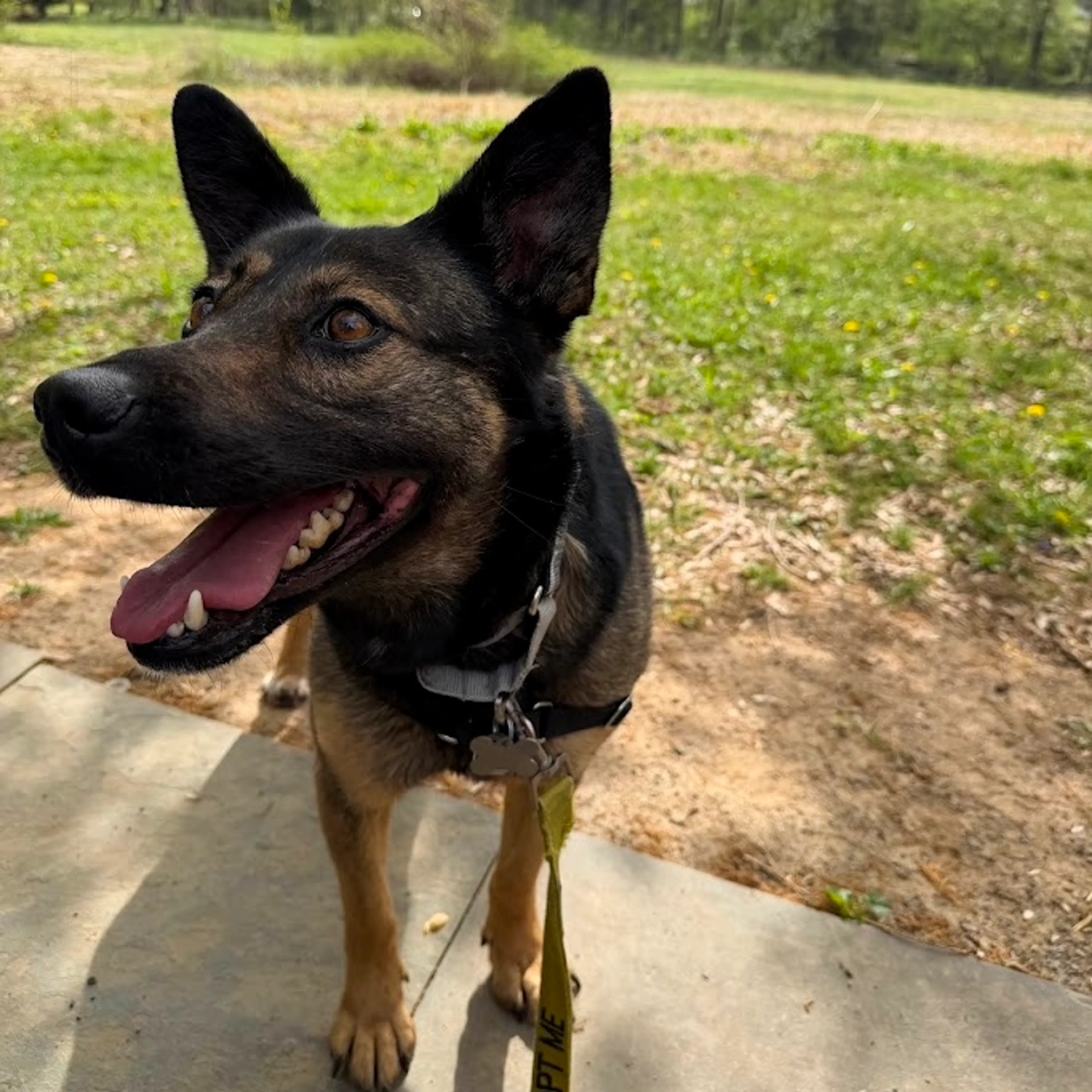 Found pet-12