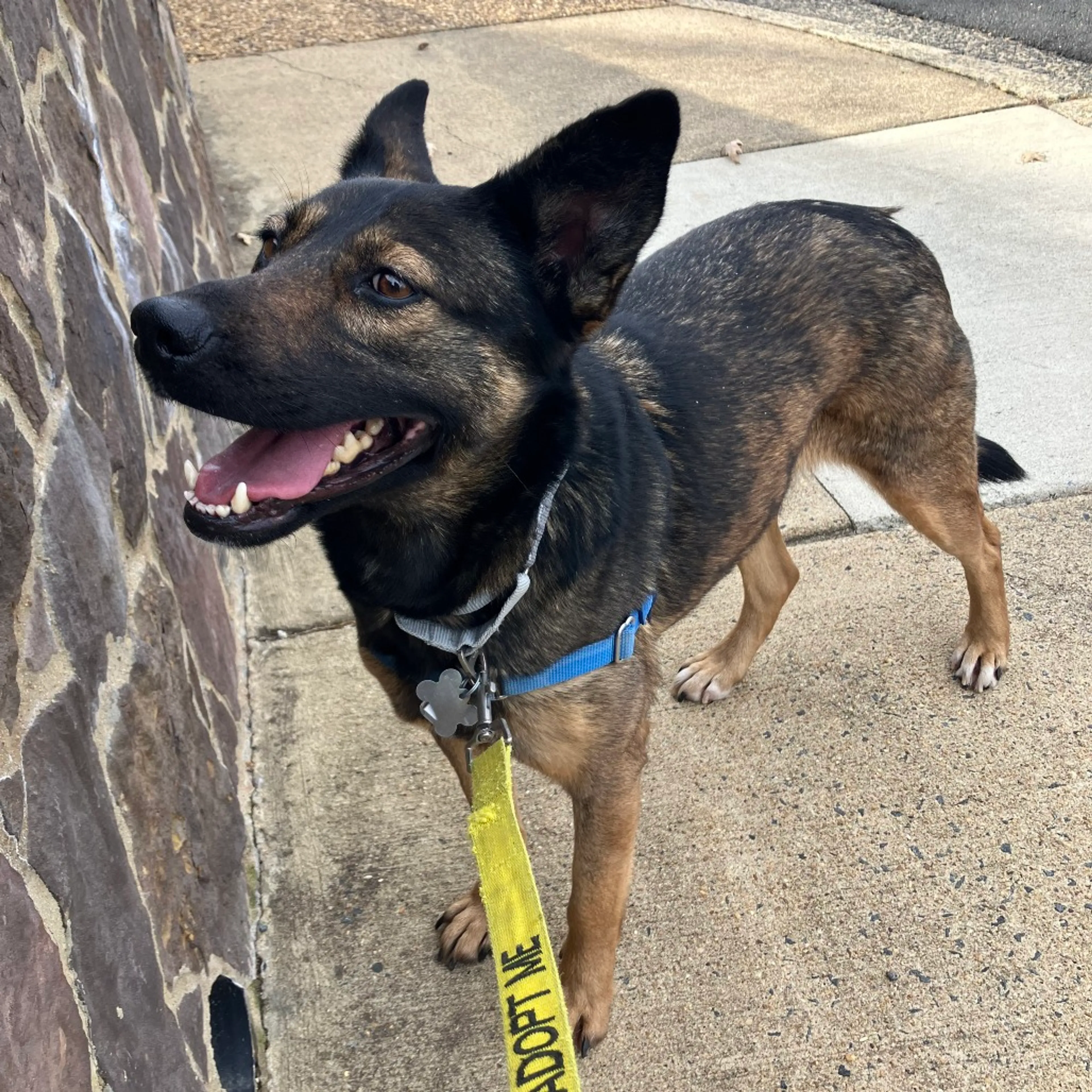 Found pet-2