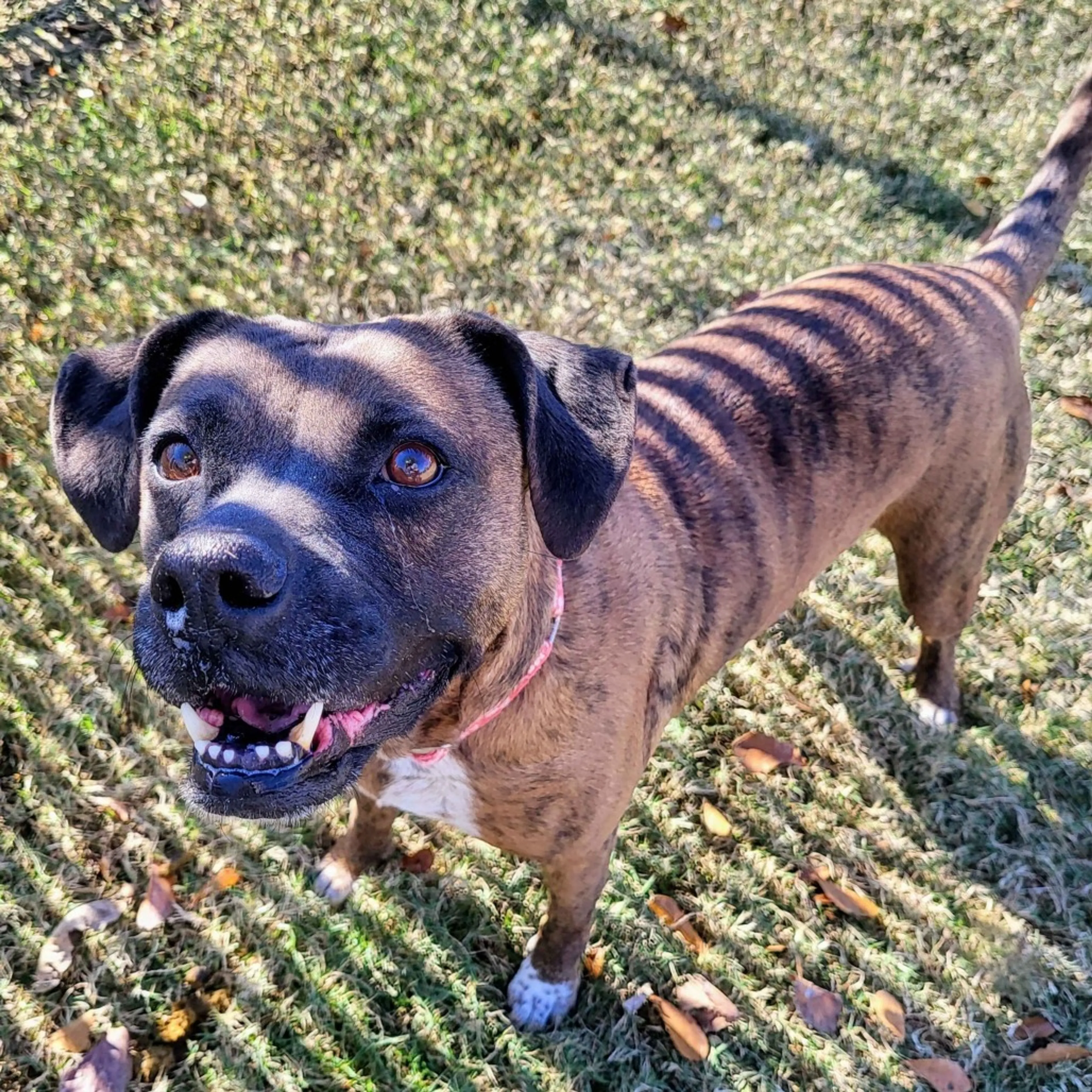Found pet-5