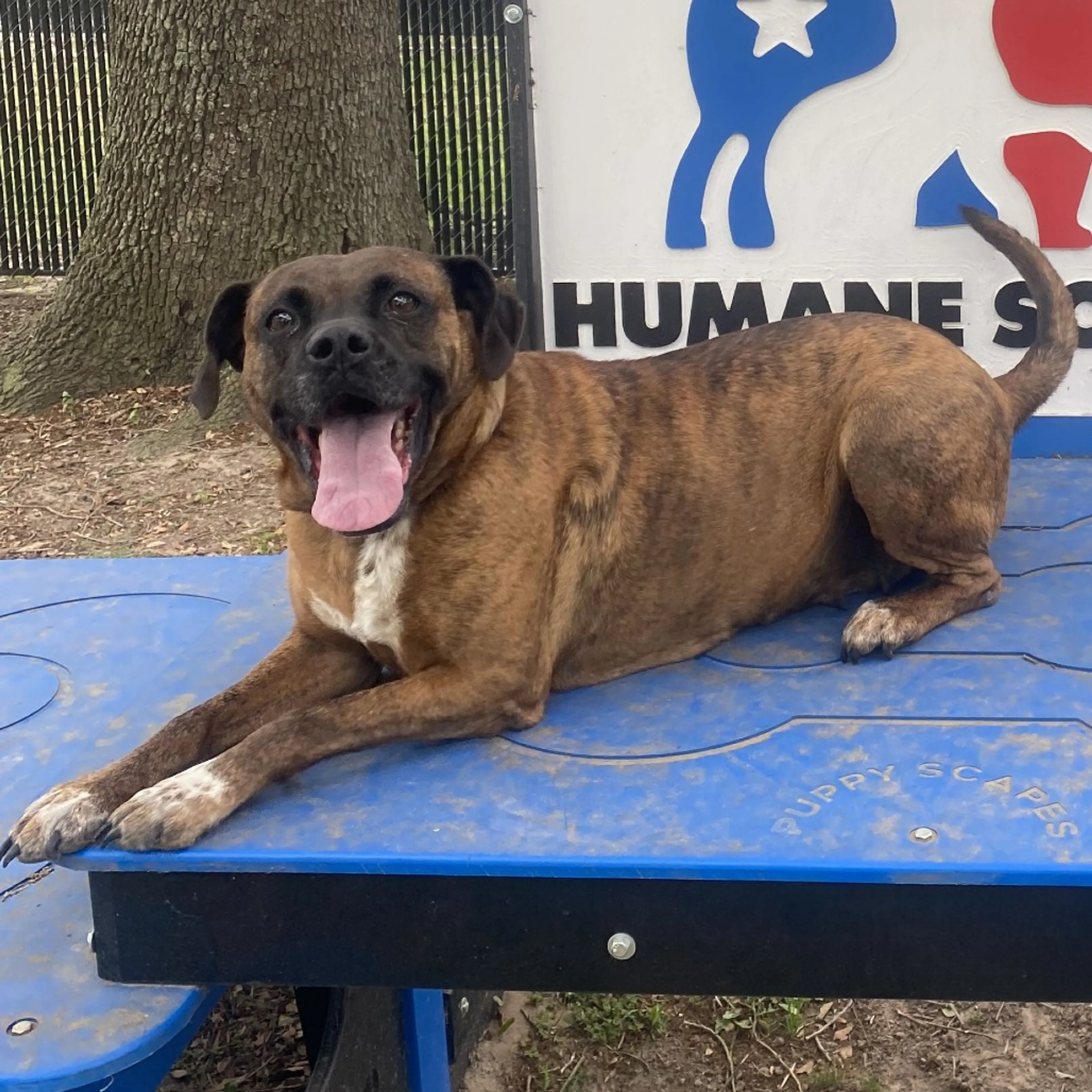 Found pet-11