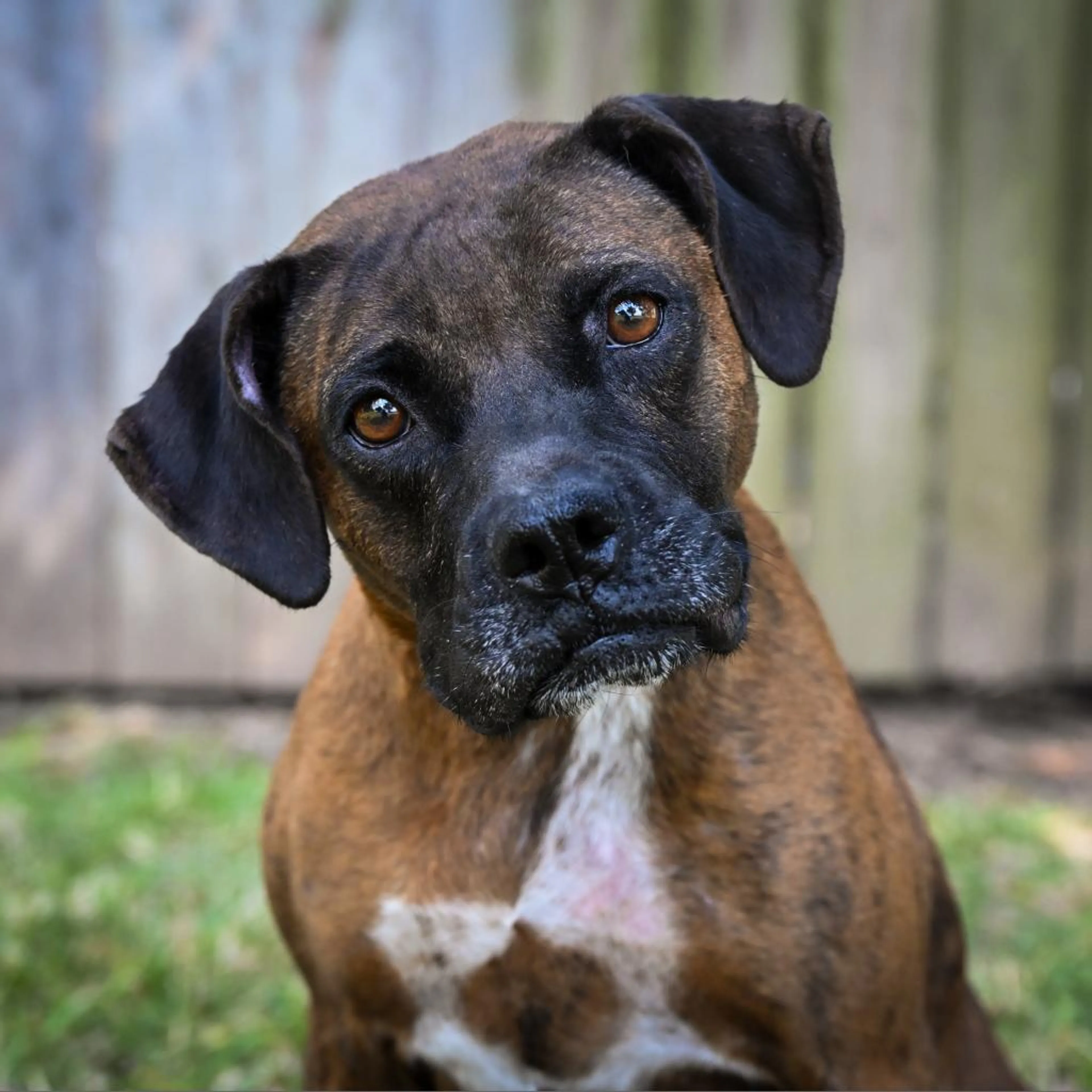 Found pet-2