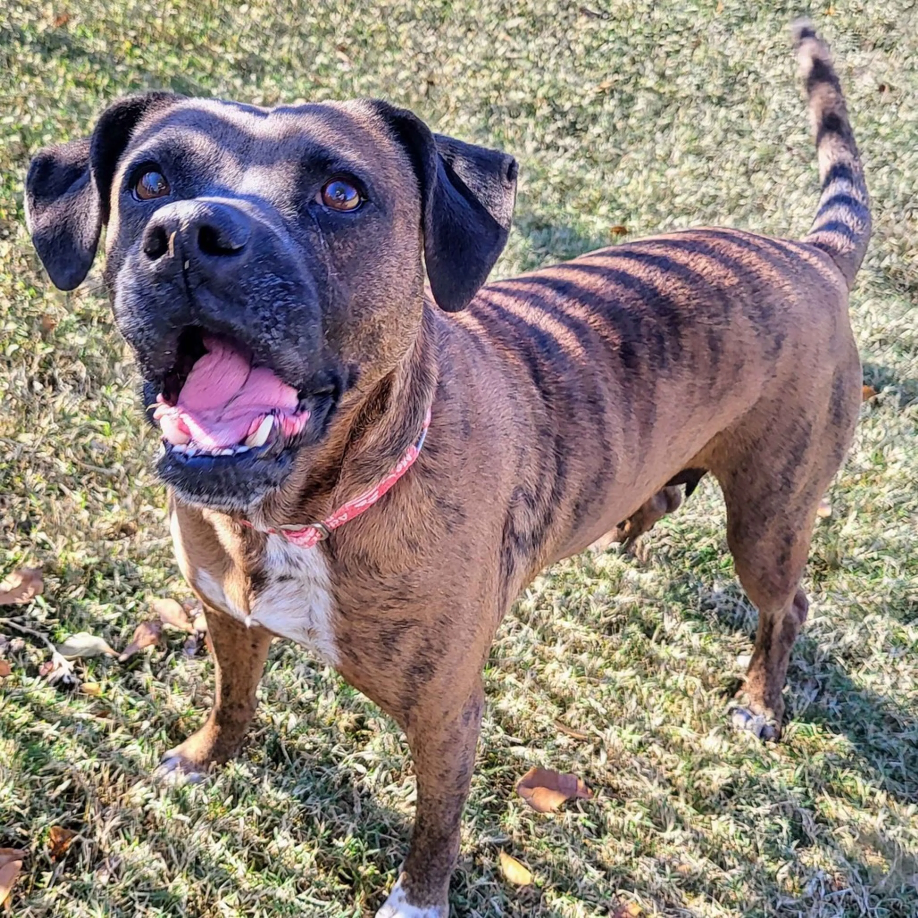 Found pet-4