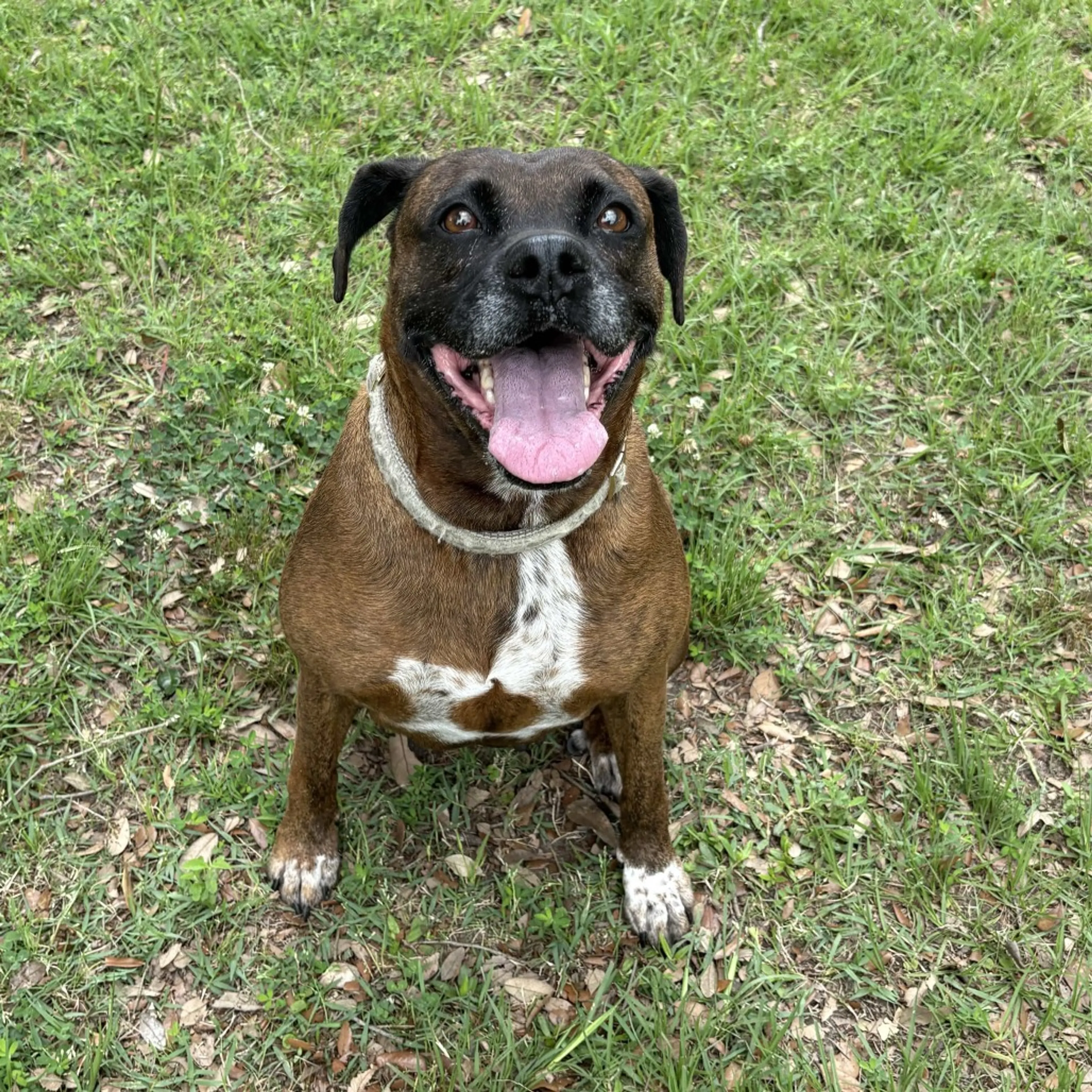 Found pet-24