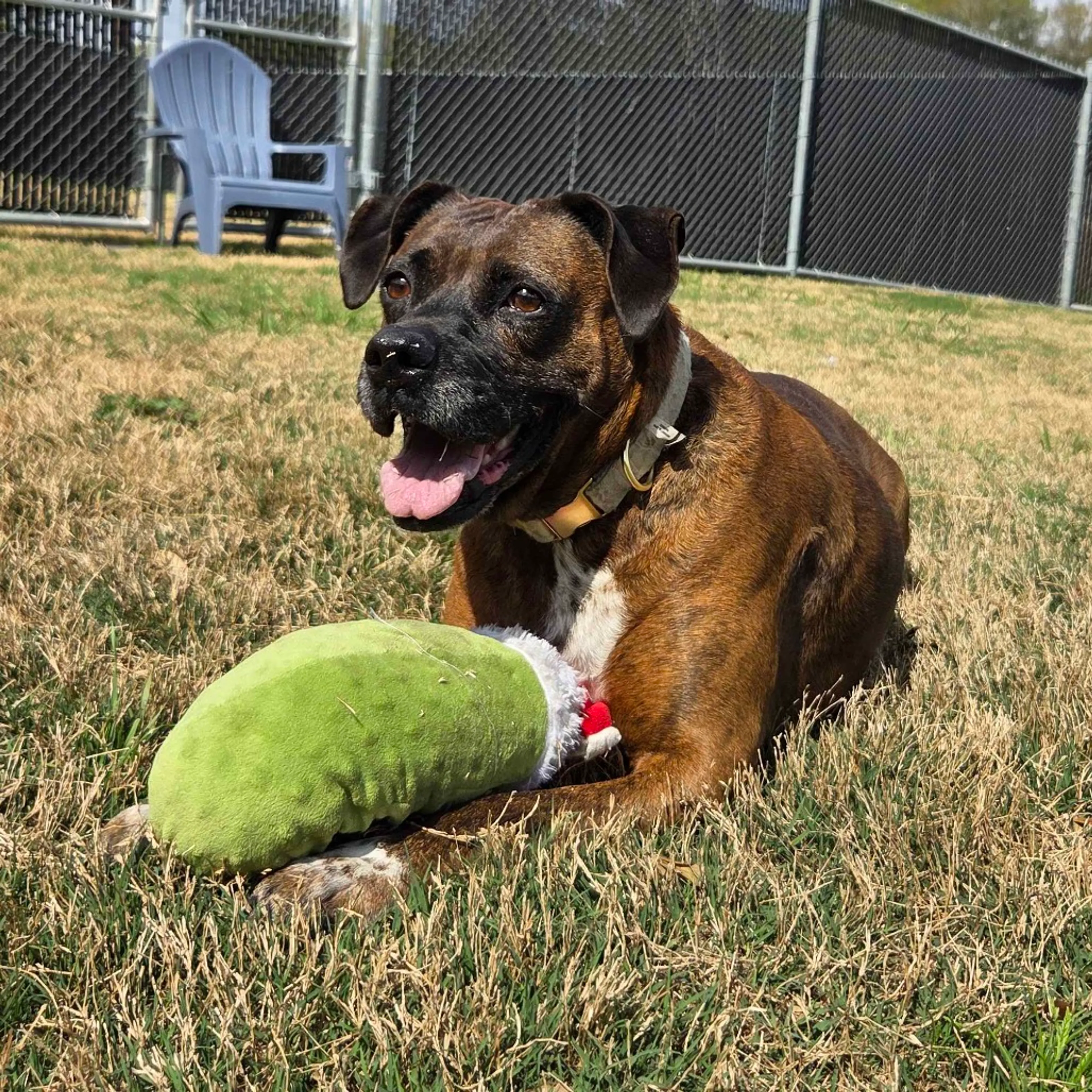 Found pet-23