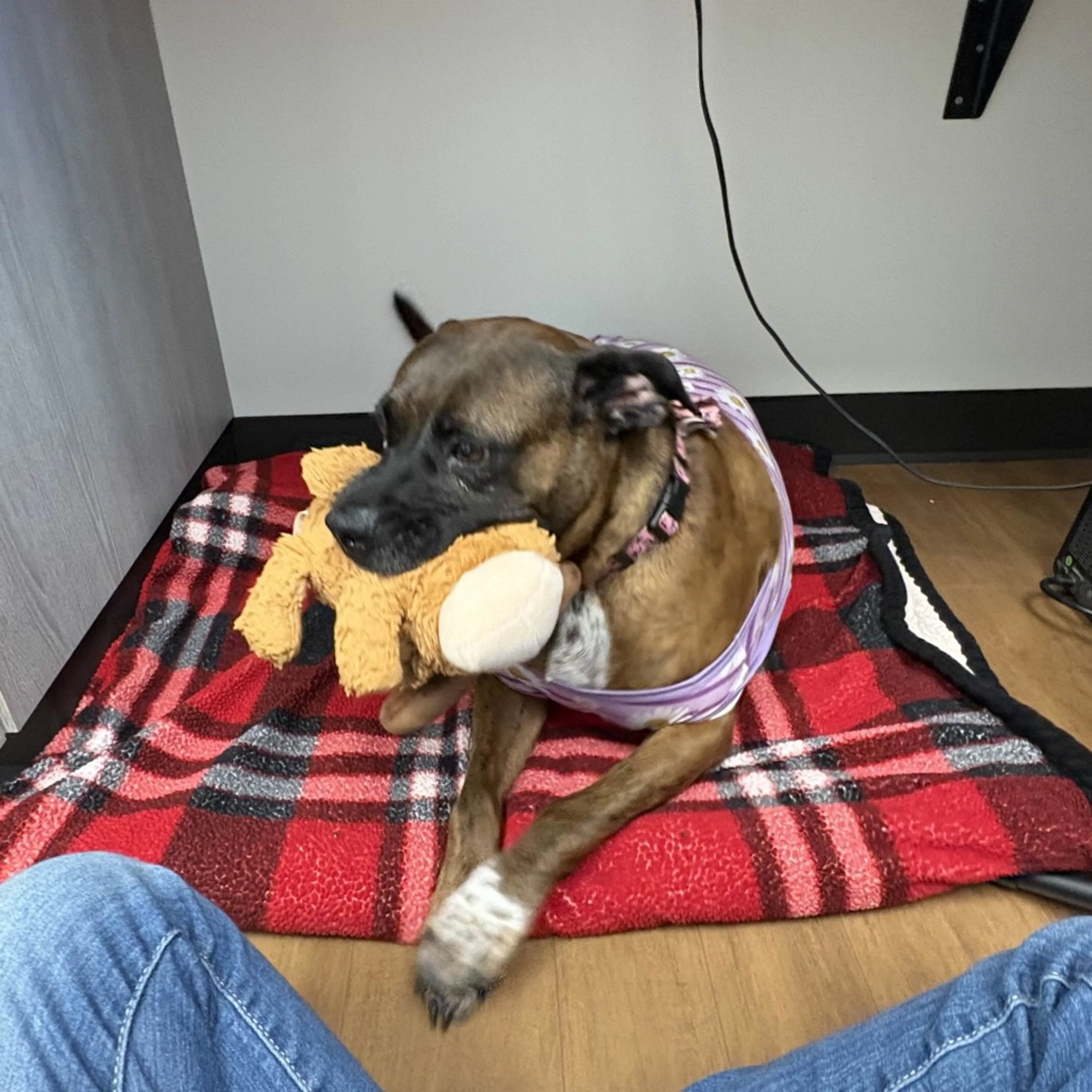 Found pet-19