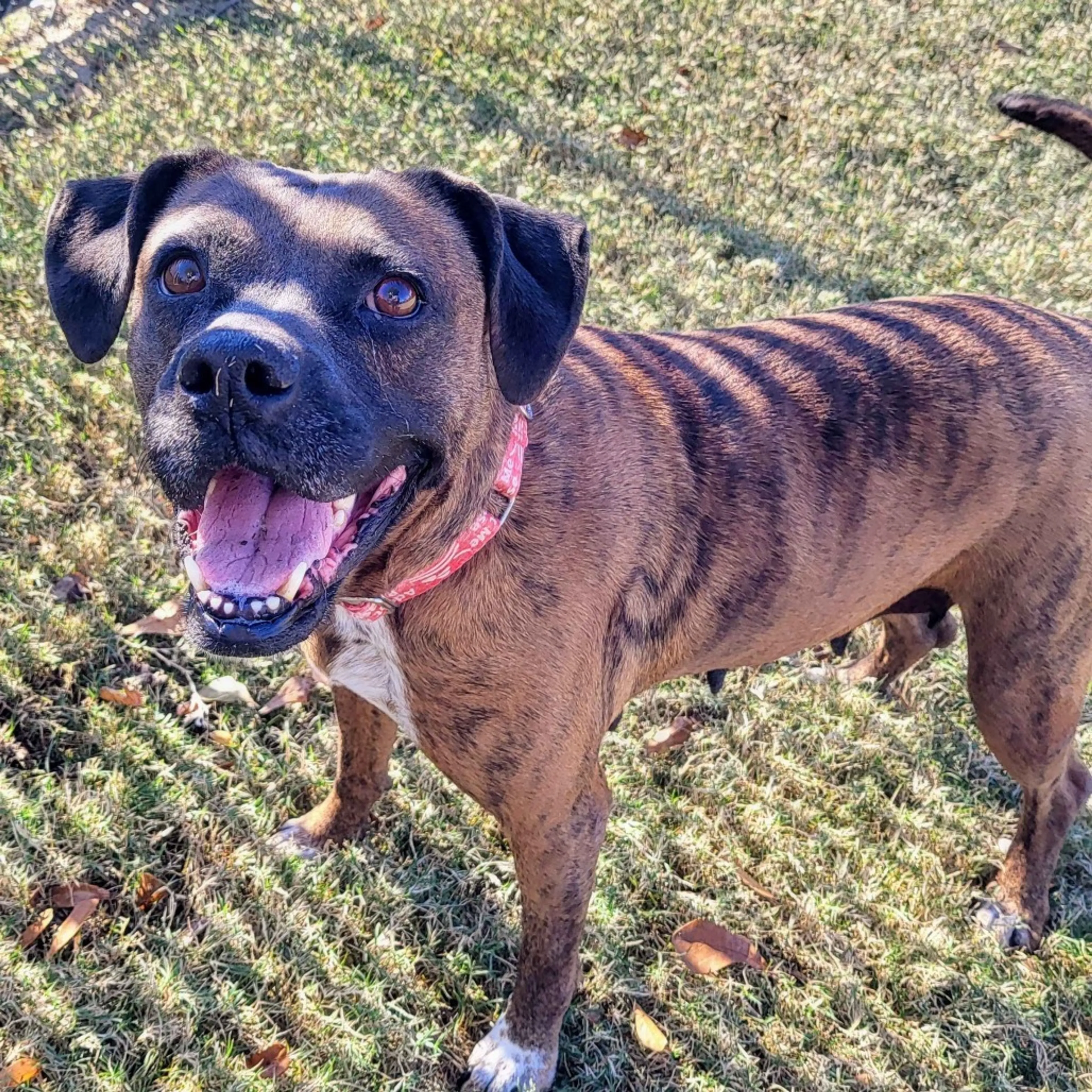 Found pet-6