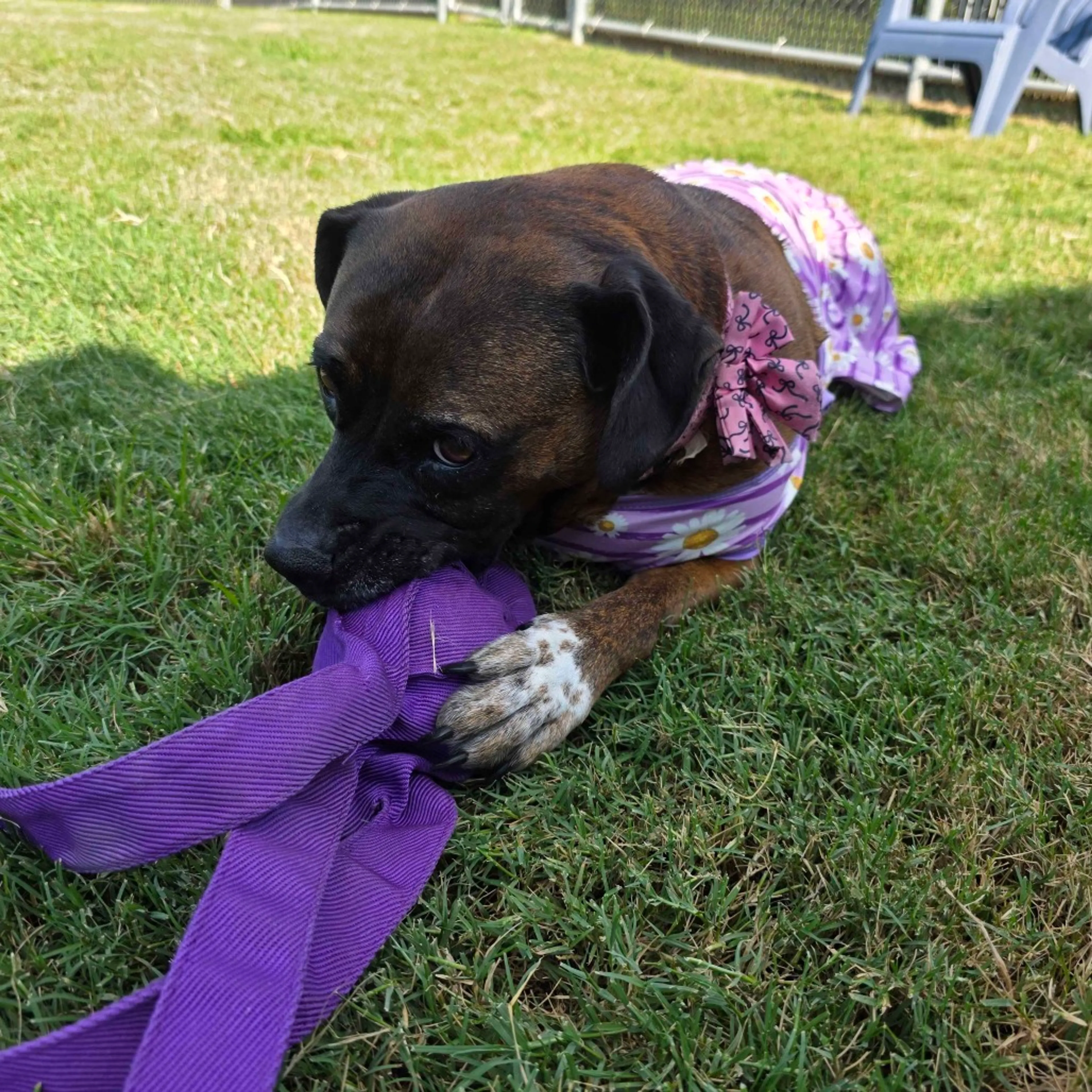 Found pet-17